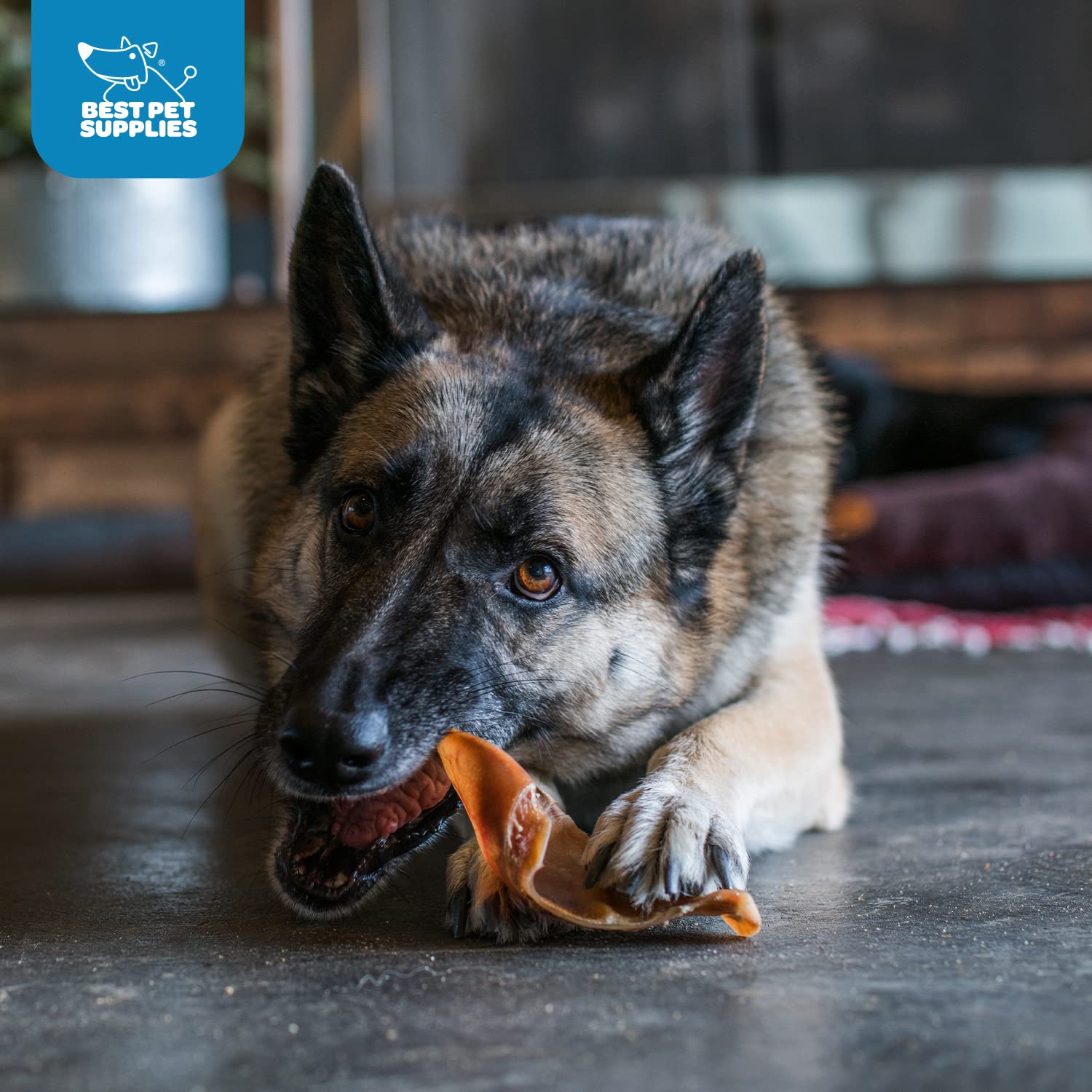 Best Pet Supplies GigaBite Roasted Pig Ears for Dogs - Natural Dog Chews, Roasted Pigs Ears, Safe for Puppies and Aggressive Che