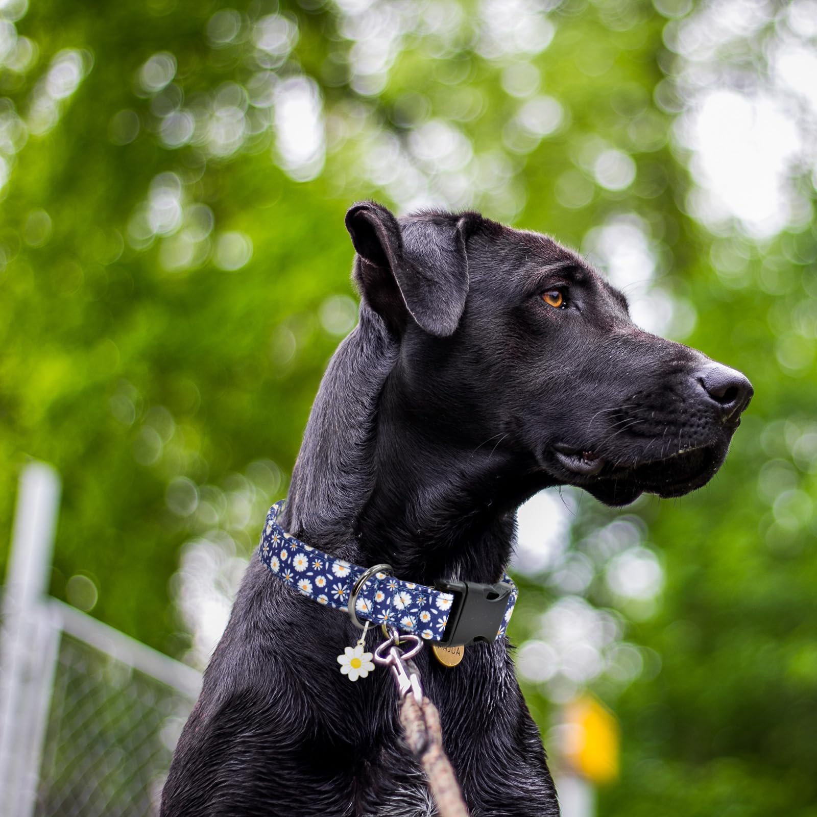 Flower Patterns Dog Collar With Accessories, Soft Cotton Dog Collars For Small Medium Large Female And Male Dogs(Bule Daisy M)