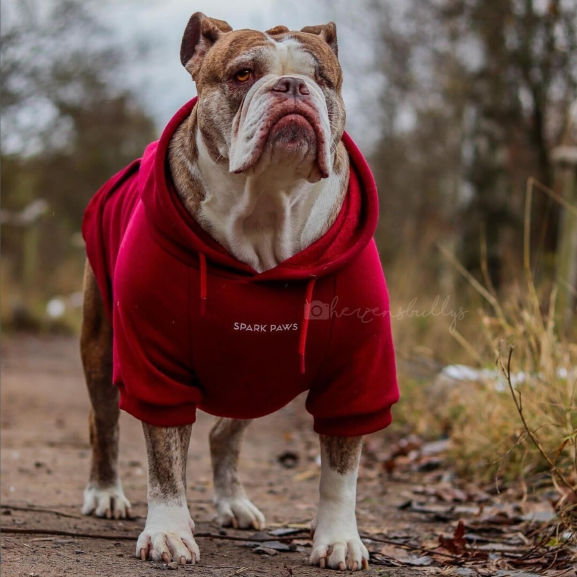 Spark Paws Dog Hoodie - Premium Quality, Buttery Soft, Superior Comfort And Fit, Calming Fleece Interior, Suitable For All Breeds - Burgundy - S