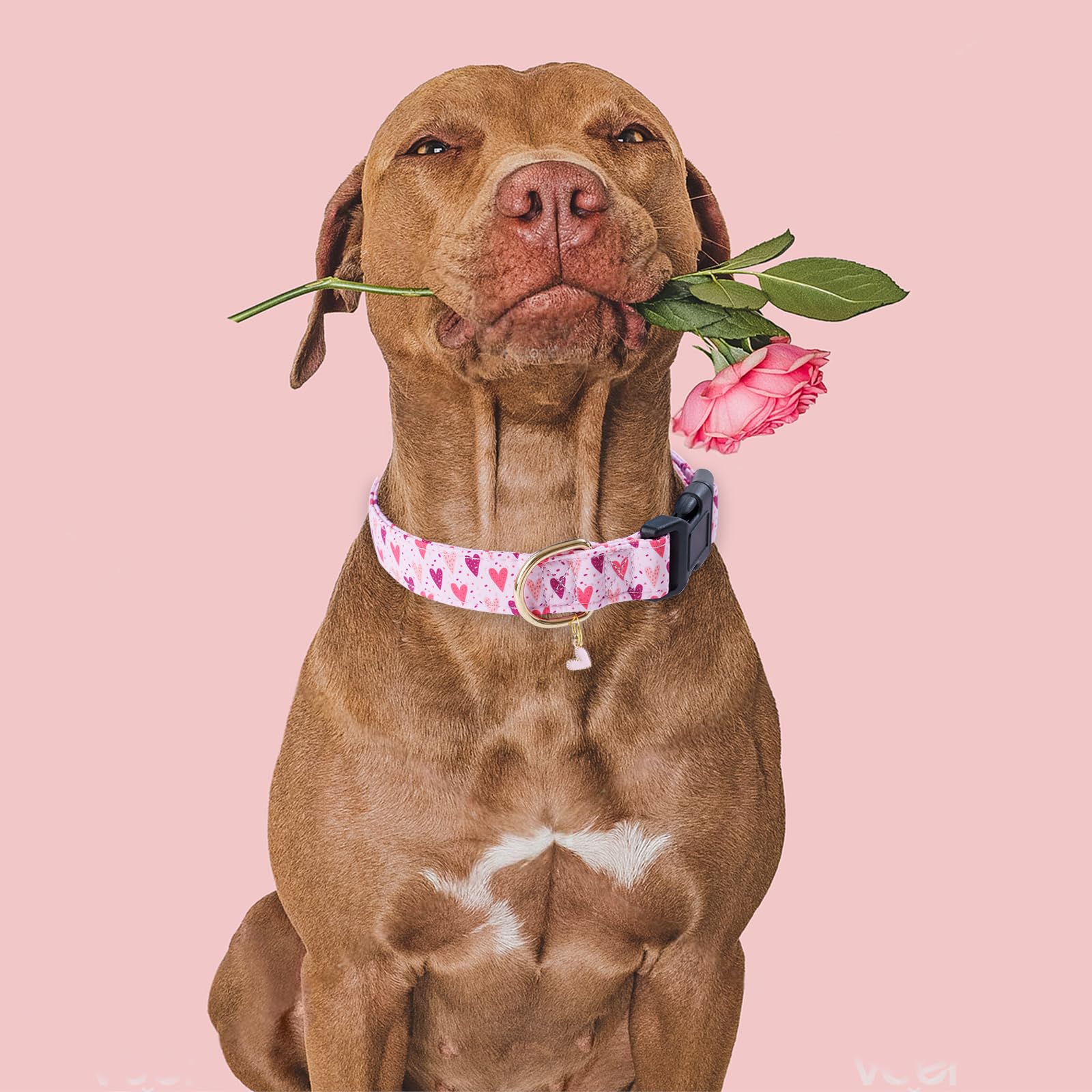 Faygarsle Dog Collar For Small Medium Large Dogs Cute Puppy Collars Valentine'S Day Heart Print Dog Collar Pink And Purple Heart