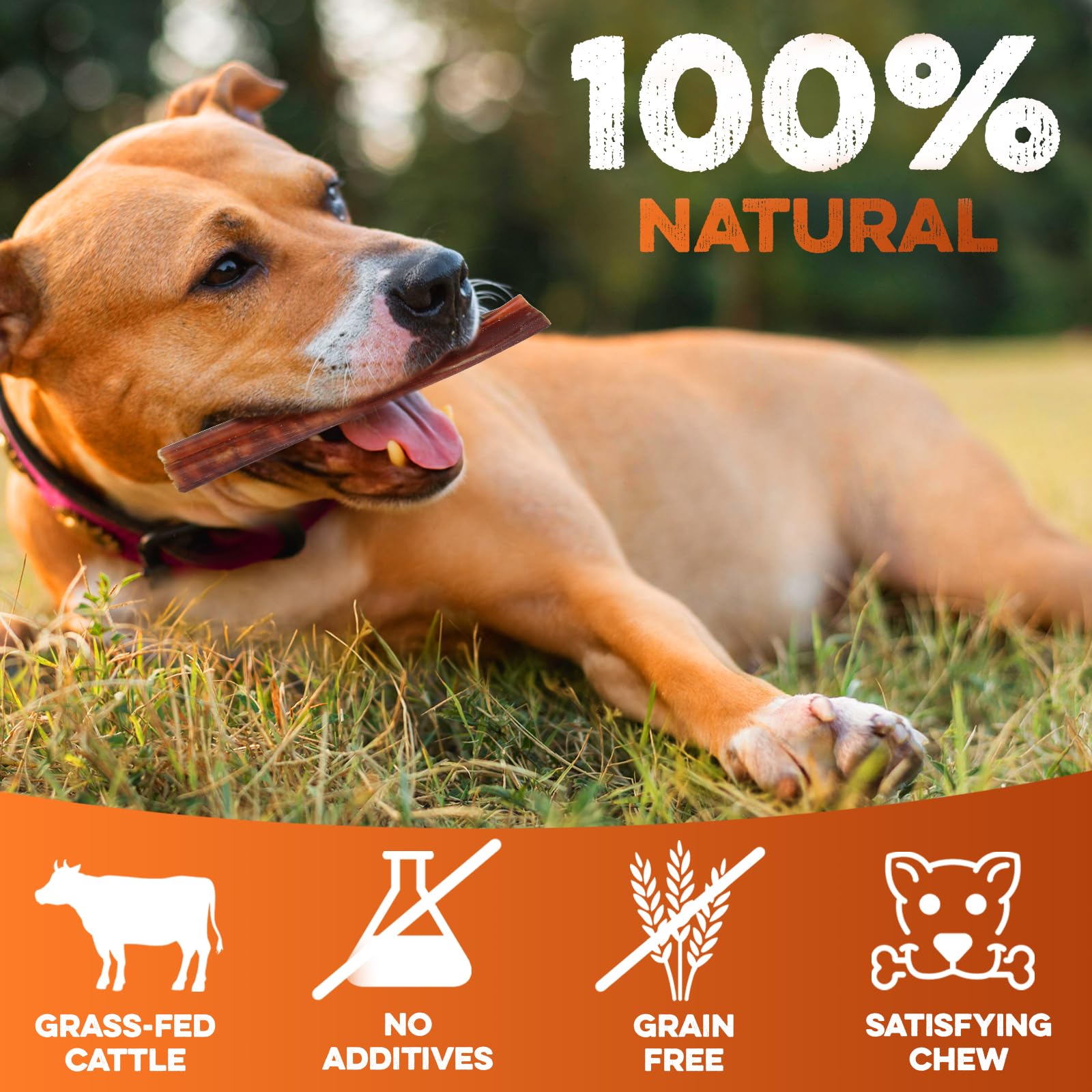 BRUTUS & BARNABY Bully Sticks for Dogs - Low Odor, All Natural, 8 Oz - Ideal for Small, Medium, Large Dogs & Teething Puppies