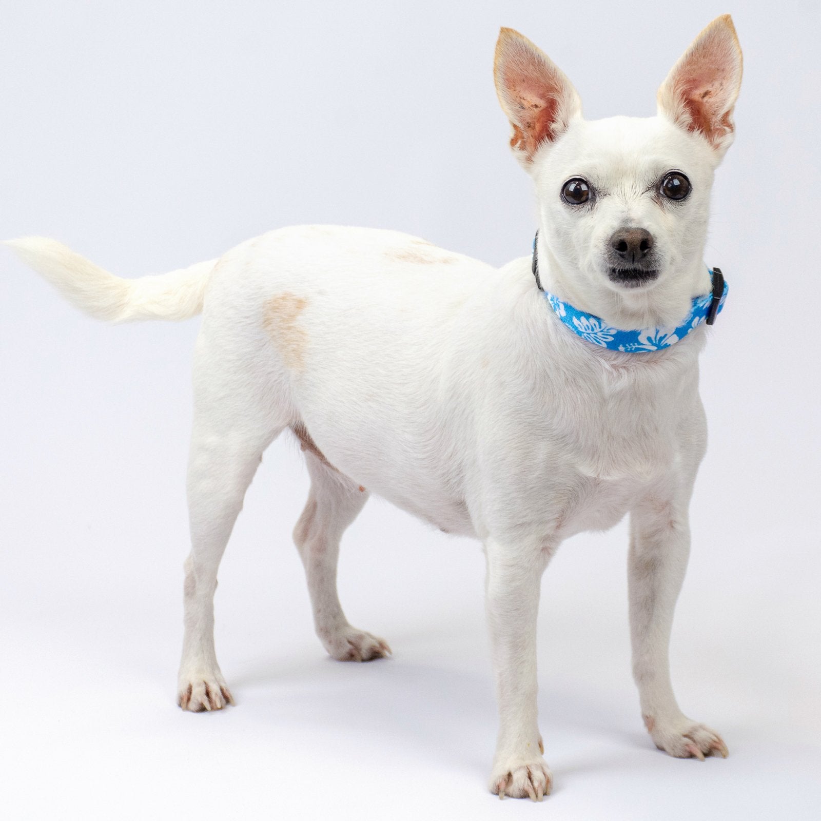 Country Brook Petz - Deluxe Blue Hawaiian Dog Collar - Made in The U.S.A. - Summer Breeze Collection Featuring Sunny Designs (1/