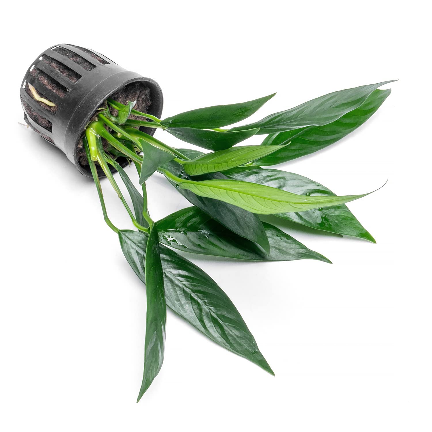 SubstrateSource Anubias Live Aquarium Plants - Potted Freshwater Plant for Fish Tanks, Terrariums - Beginner Friendly Low Light