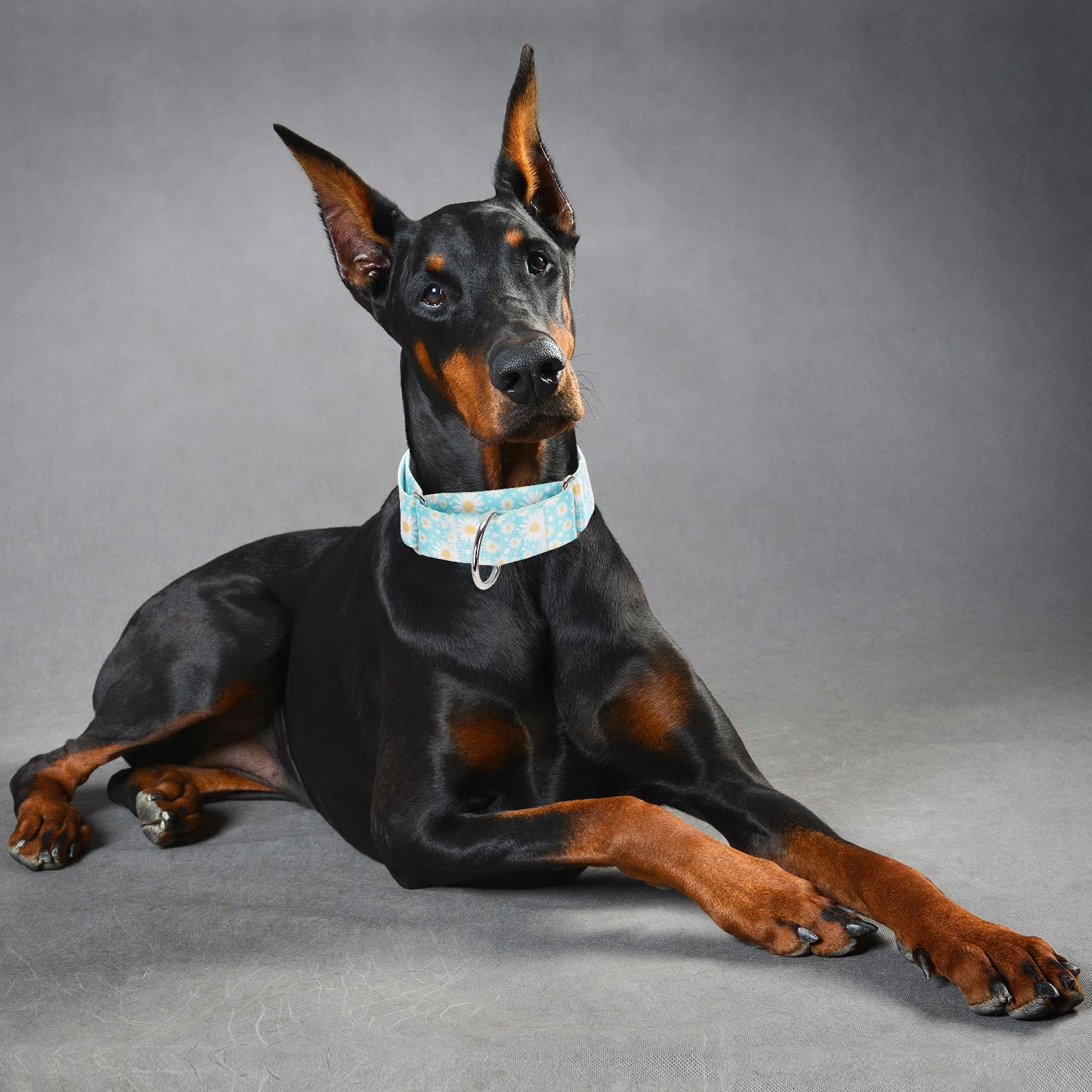 1.5 Inches Wide Martingale Dog Collar, Heavy Duty Adjustable Collar With Rwith Blue Daisy Floral Design, Military Grade Strong D