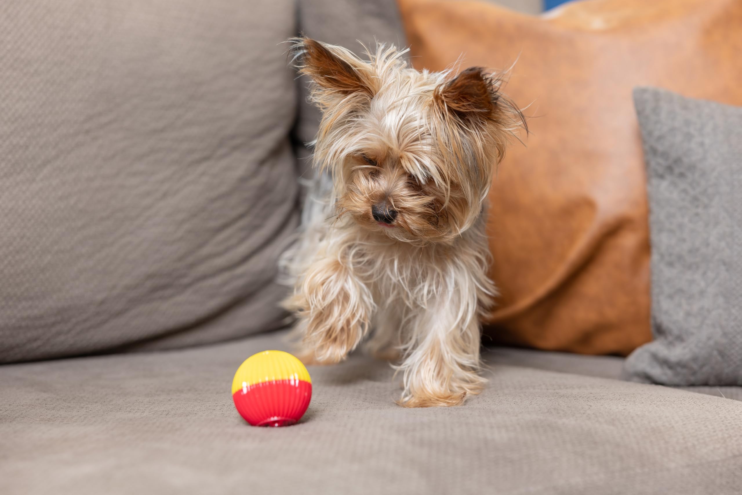 Pet Qwerks Animal Sounds Babble Ball - Chew Dog Toy - Small