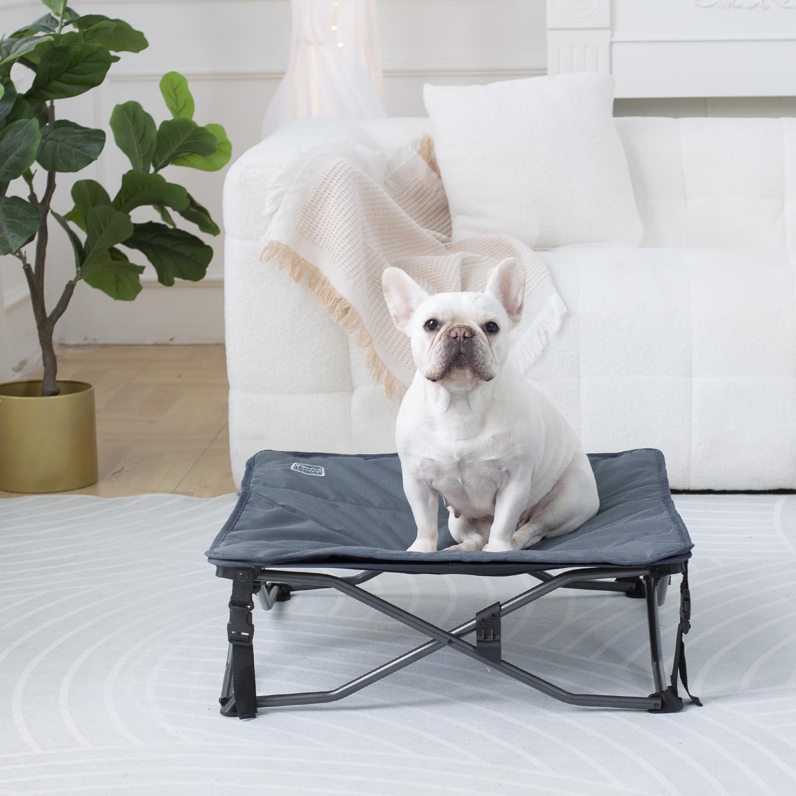 TIMBER RIDGE Small Elevated Dog Bed, Portable Folding Design, 24.8" x 24.8", Dark Grey, with Removable Cooling Pad for Indoor/Outdoor Use