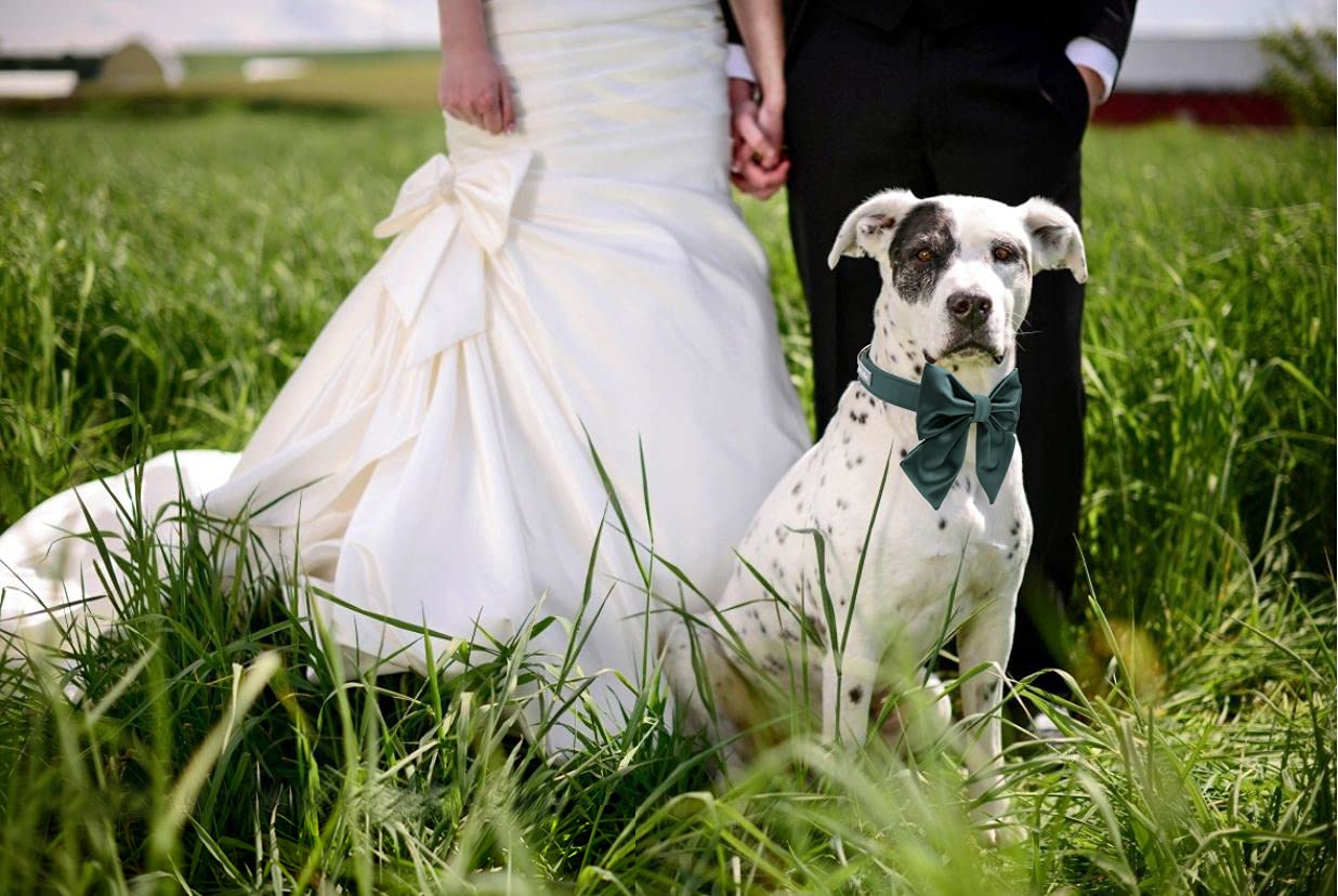 Lionet Paws Bowtie Dog Collar - Comfortable Silk Dog Collar With Detachable Bow Tie For Puppy And Cat, Neck 8-12 Inches