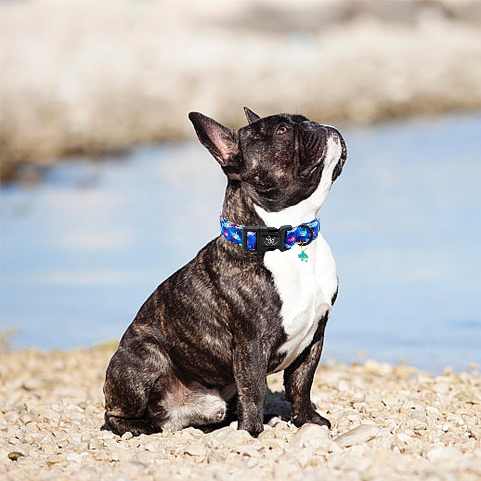 Elegant Little Tail Dog Collar- Cute Dog Pet Collars Blue Shark Print Puppy Adjustable Soft Cotton Boy Dog Collars For Small Med