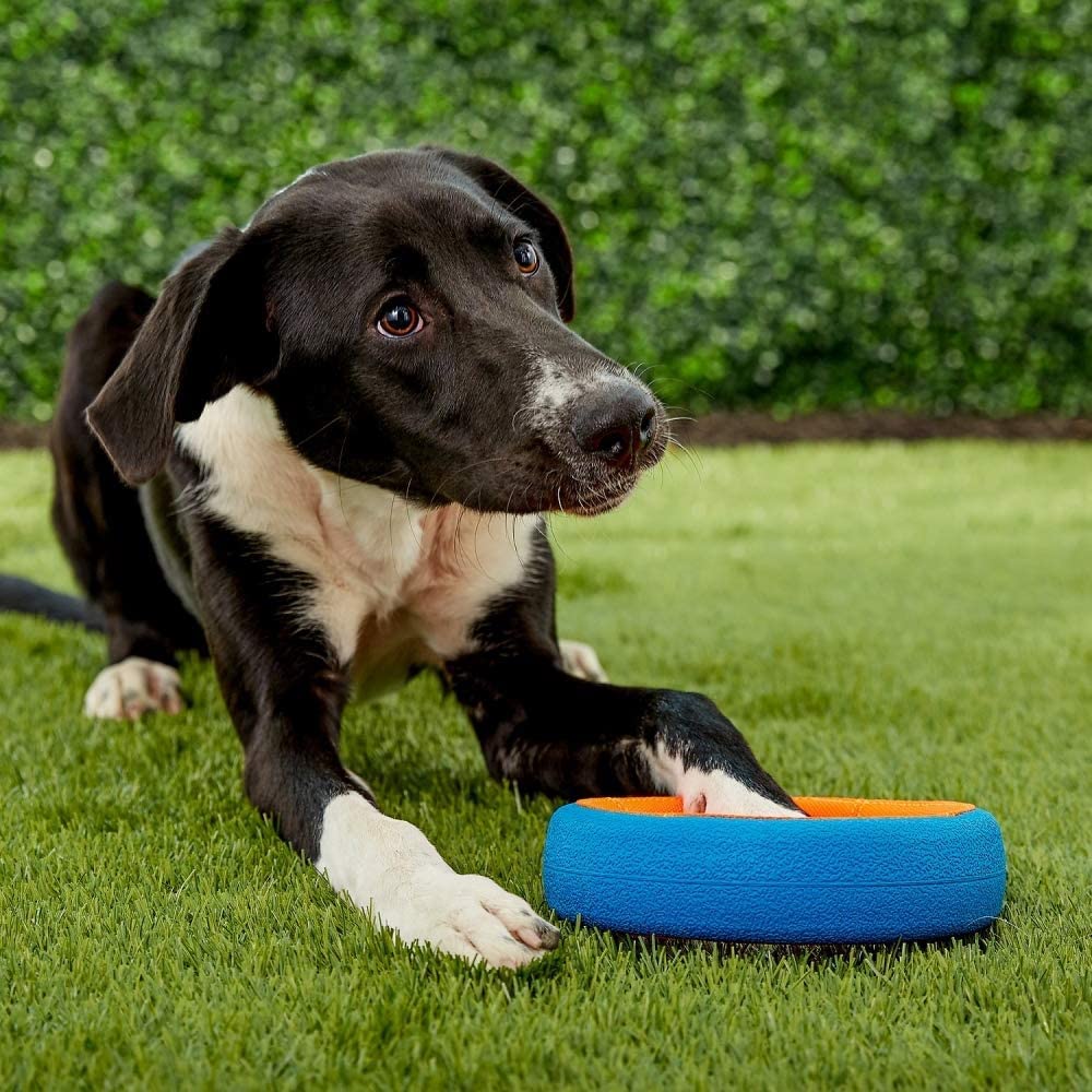 Chuckit! Fetch Wheel Outdoor Dog Toy, Small, For Small Breeds