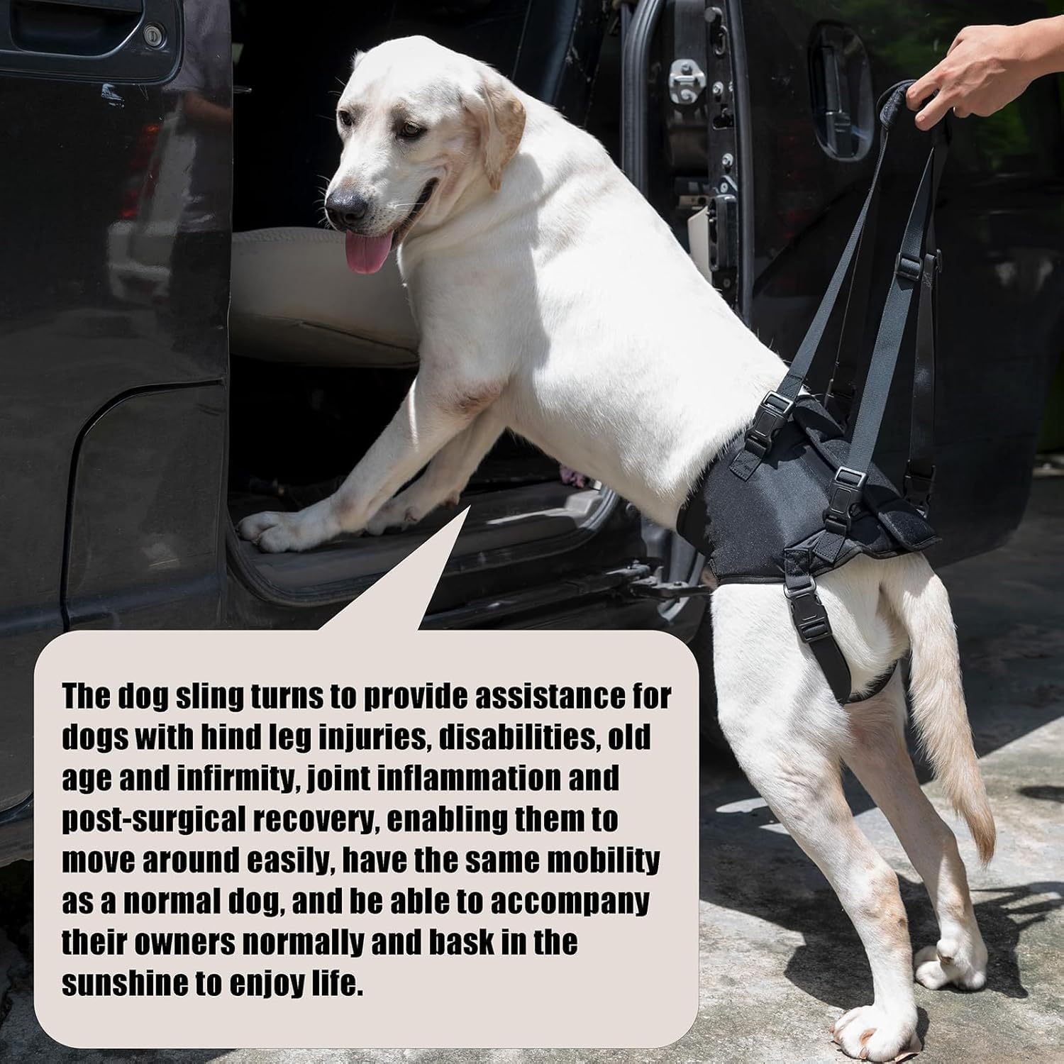 Sling For Dogs With Injuries And Stifle Weakness - Stifle Support Device For Recovery And Disability (Black, S)