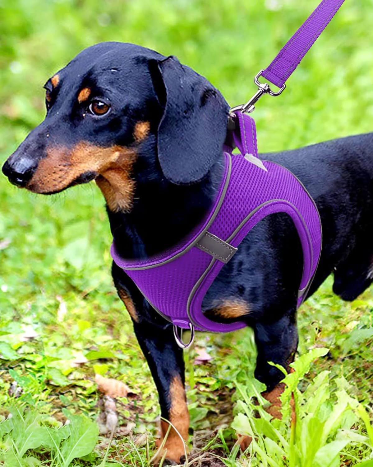 Joytale Step In Dog Harness,12 Colors,Breathable Mesh Vest Harness,Reflective Soft Padded Harnesses For Small And Medium Dogs,Purple,M