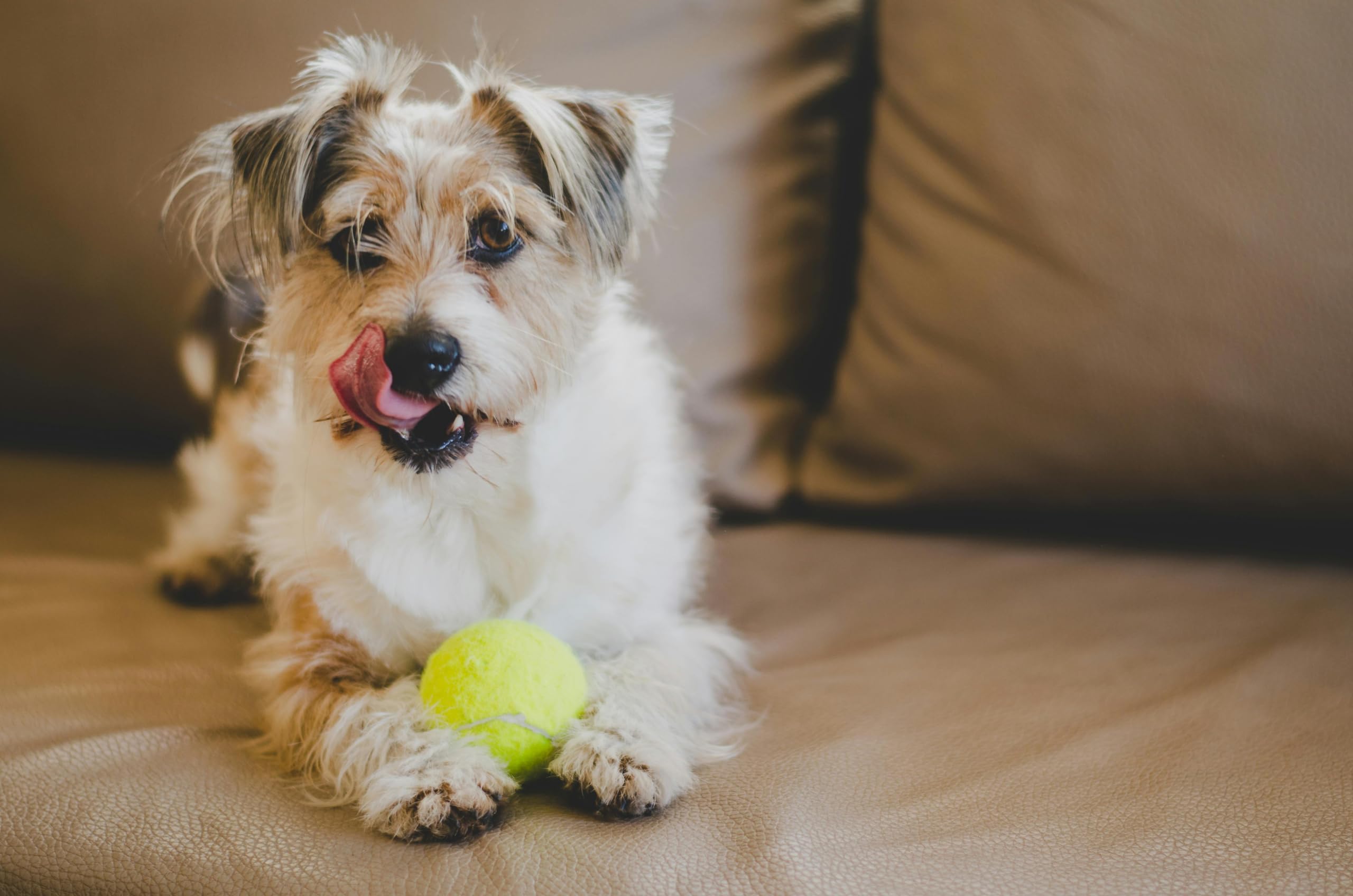 Iconikal 12-Pack Dog Fetch Pet Toy Bulk Tennis Balls For Small Dogs And Cats, Green, Standard Size
