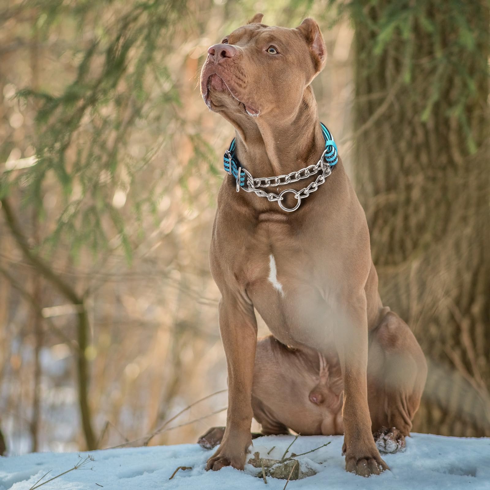 Reflective Martingale Collar For Dogs With Steel Chain, Adjustable No Pull Dog Training Collar With Soft Padded For Large Breed