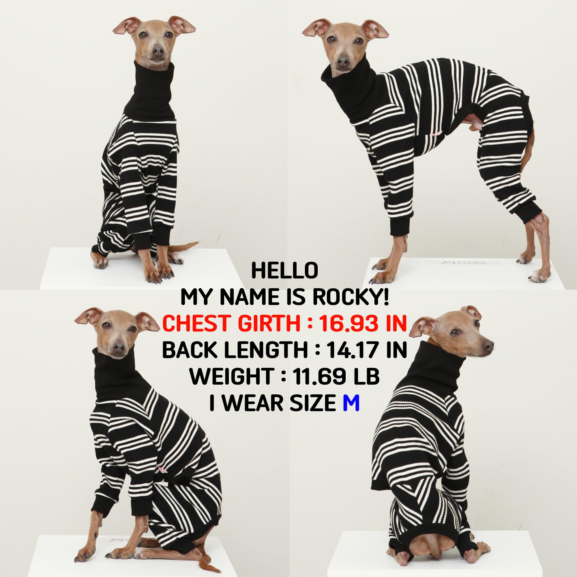 D Doggy Star Italian Greyhound Clothes Soft Stretchy Onesie Refined Stripe Outfit Whippet For Dog Coat (L,Onsi Ivory Str)