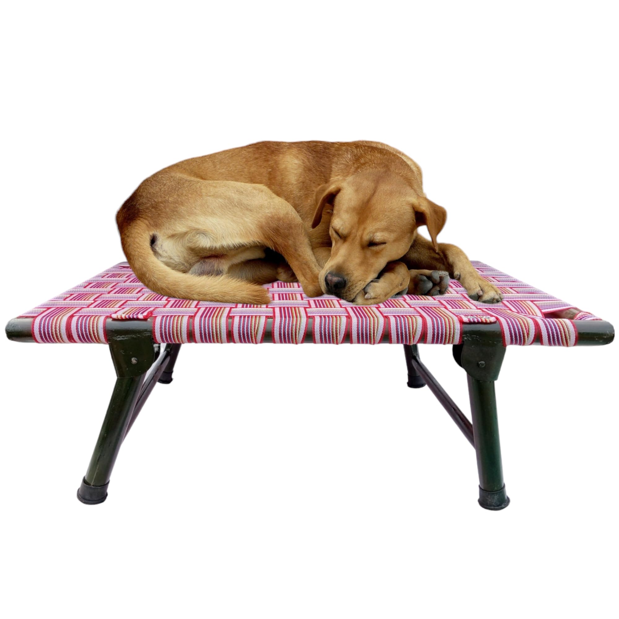 Nattnak Elevated Foldable Dog Bed (42x24x12 Inch) | AllSeasons Comfort | Breathable Nylon Niwar Mesh | Strong Iron Frame Cot Be