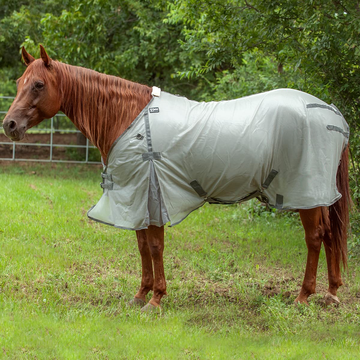 Cashel Economy Fly Sheet, 74-76