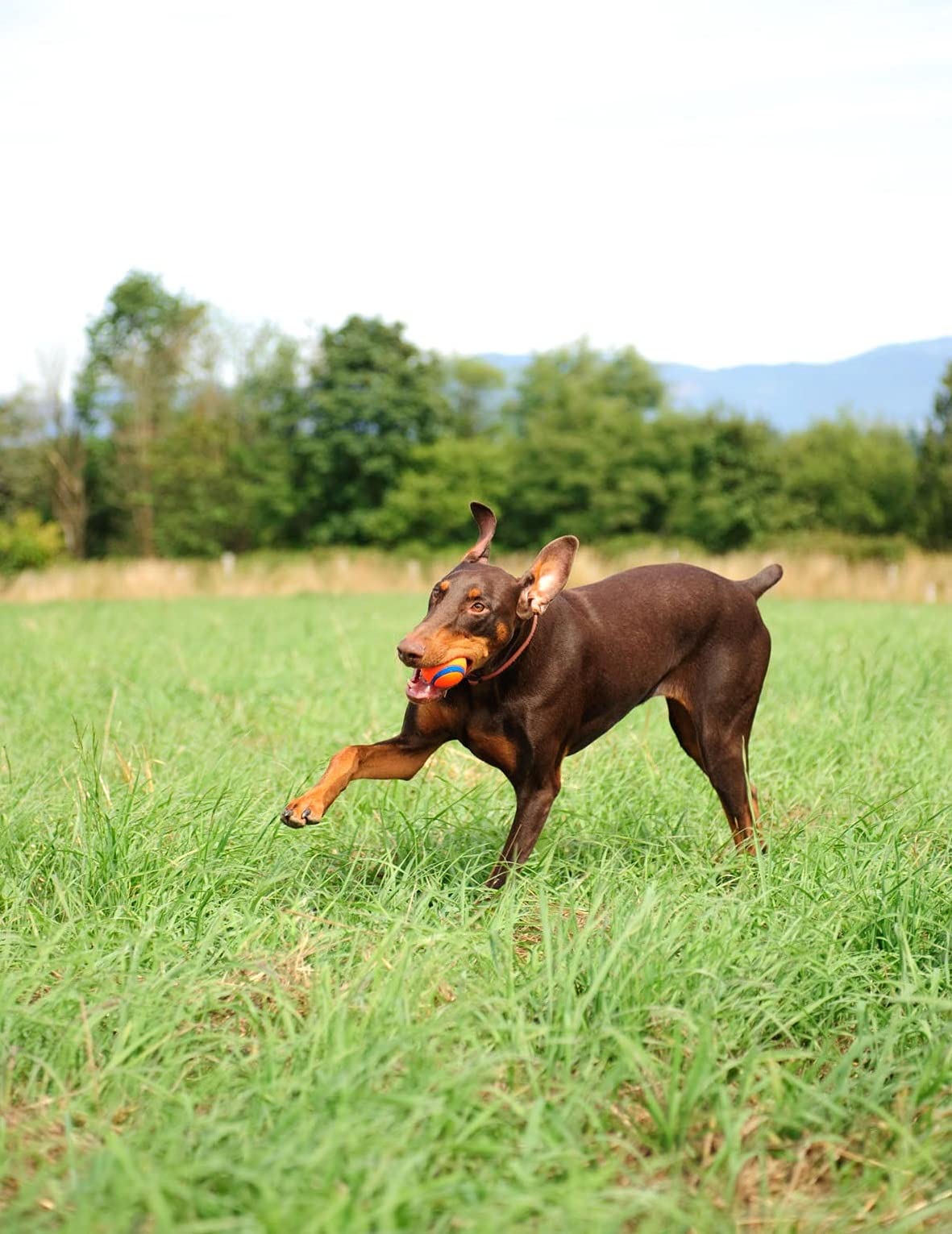 Chuckit! Dog Fetch & Fold Ball Launcher And 4-Pack Ultra Ball Bundle, Medium