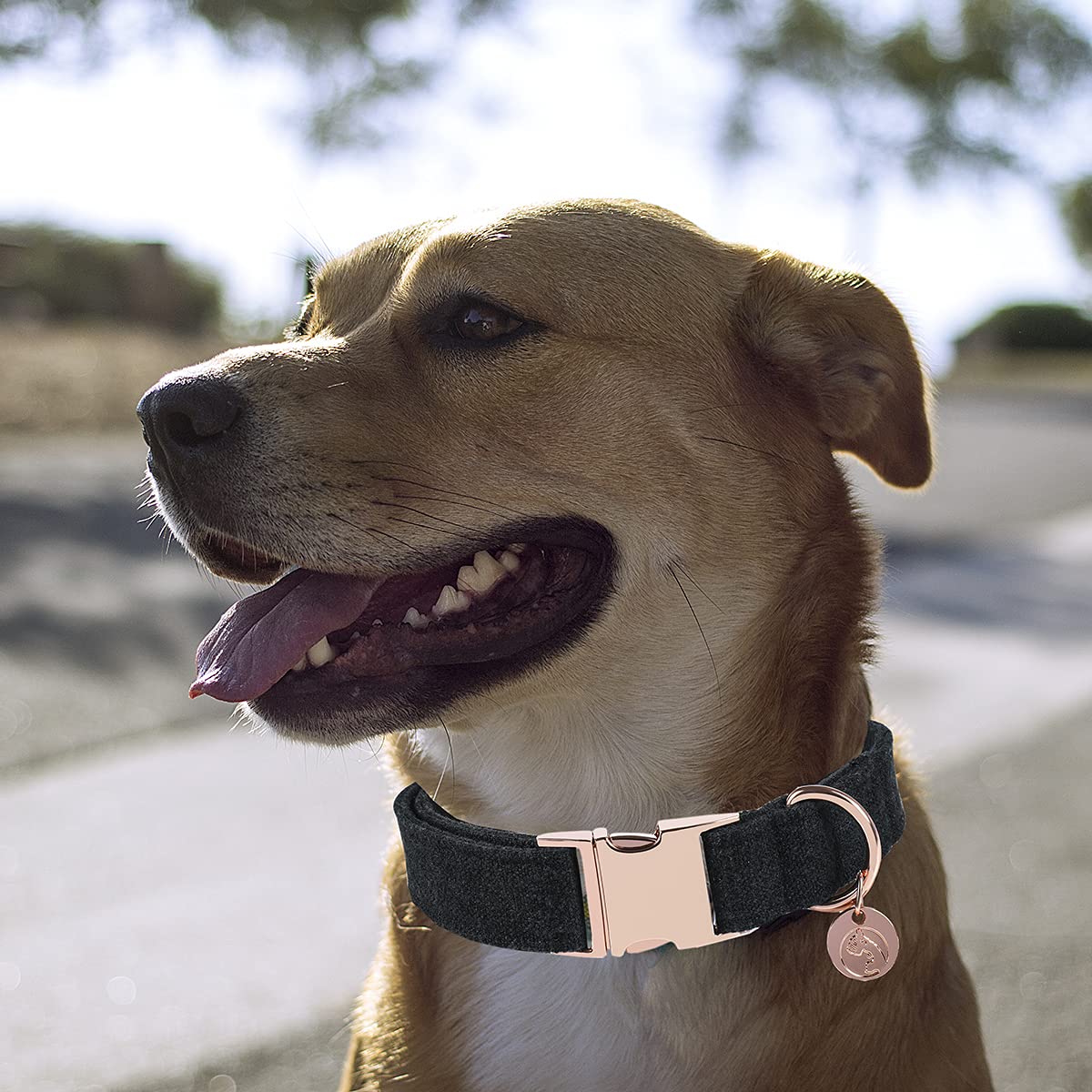 Dogwong Cotton Dog Collar And Leash Black Pet Collar Soft Durable Basic Puppy Collar For Small Medium Large Dogs