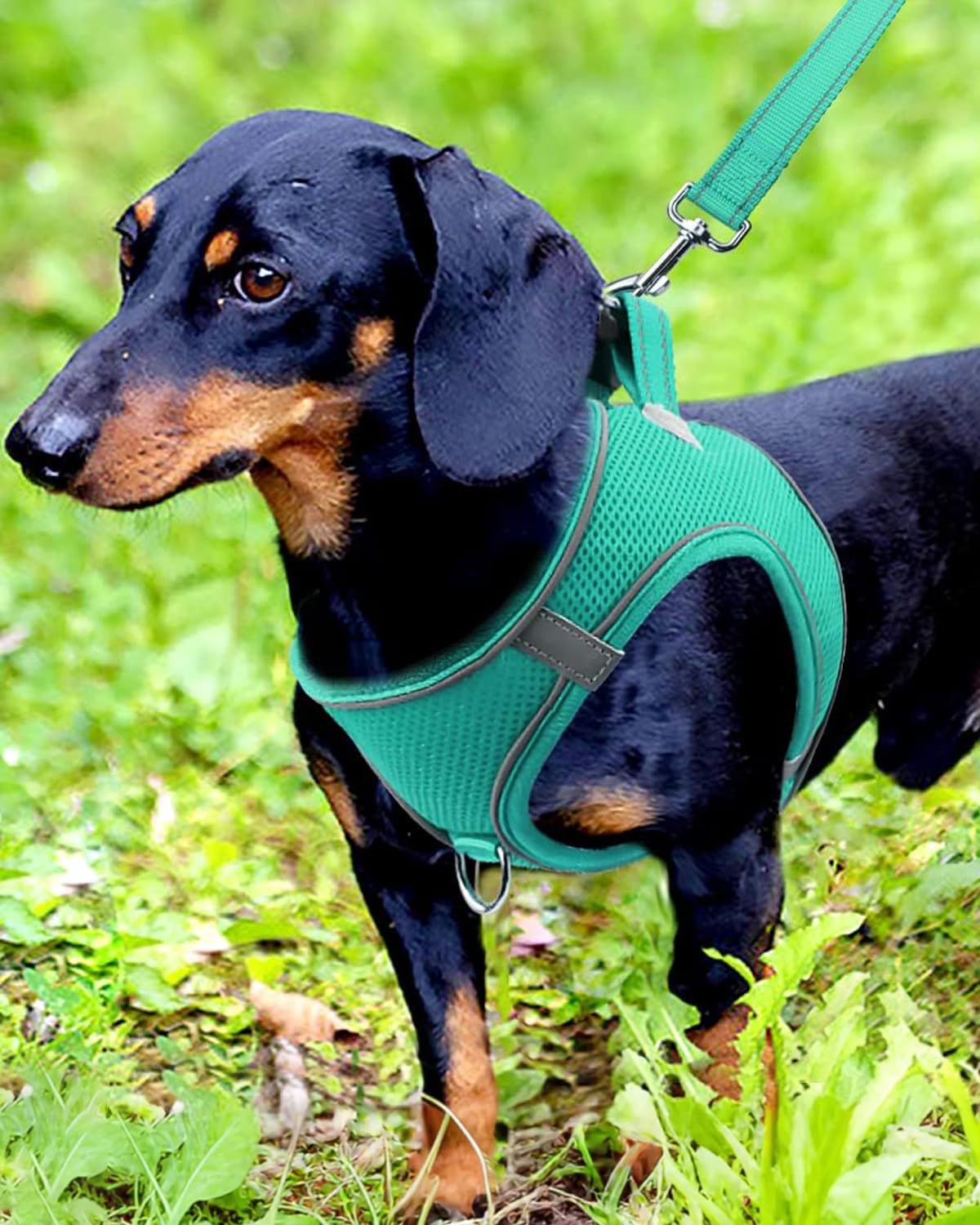 Joytale Step In Dog Harness,12 Colors,Breathable Mesh Vest Harness,Reflective Soft Padded Harnesses For Small And Medium Dogs,Te