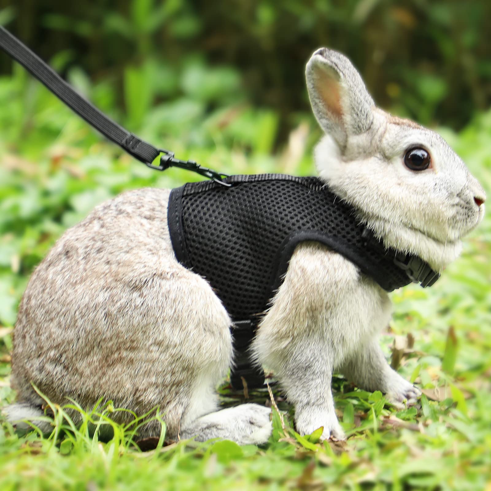 Pettom Bunny Rabbit Harness With Stretchy Leash Cute Adjustable Buckle Breathable Mesh Vest For Kitten Small Pets Walking (S(Che