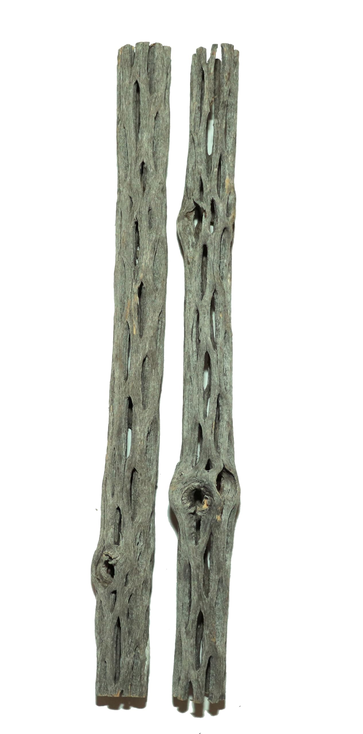 Natural Cholla Wood for Aquarium Decoration Shrimp and Fish Tank (10 Inch (2 Pack))