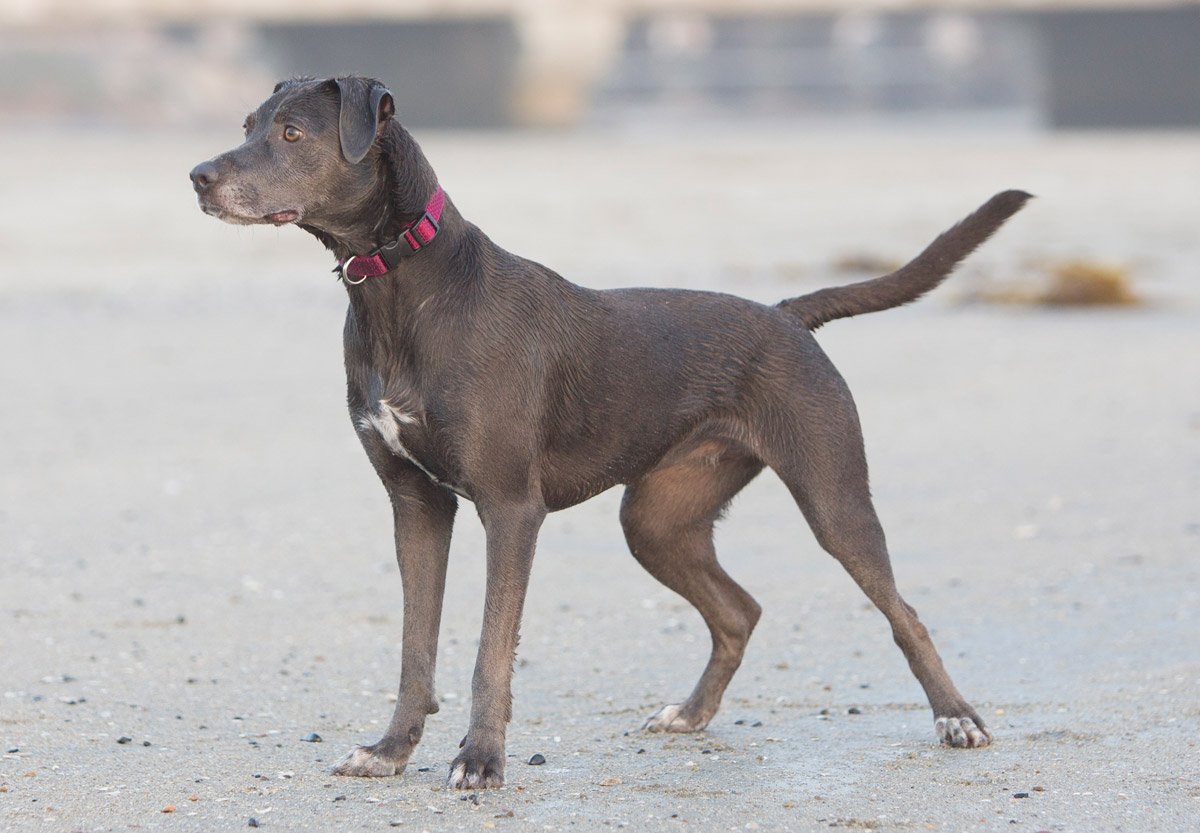 Eco By Lupine 1-Inch Recycled Fiber Collar, Adjustable For 12 To 20-Inch Medium To Large Dogs, Berry