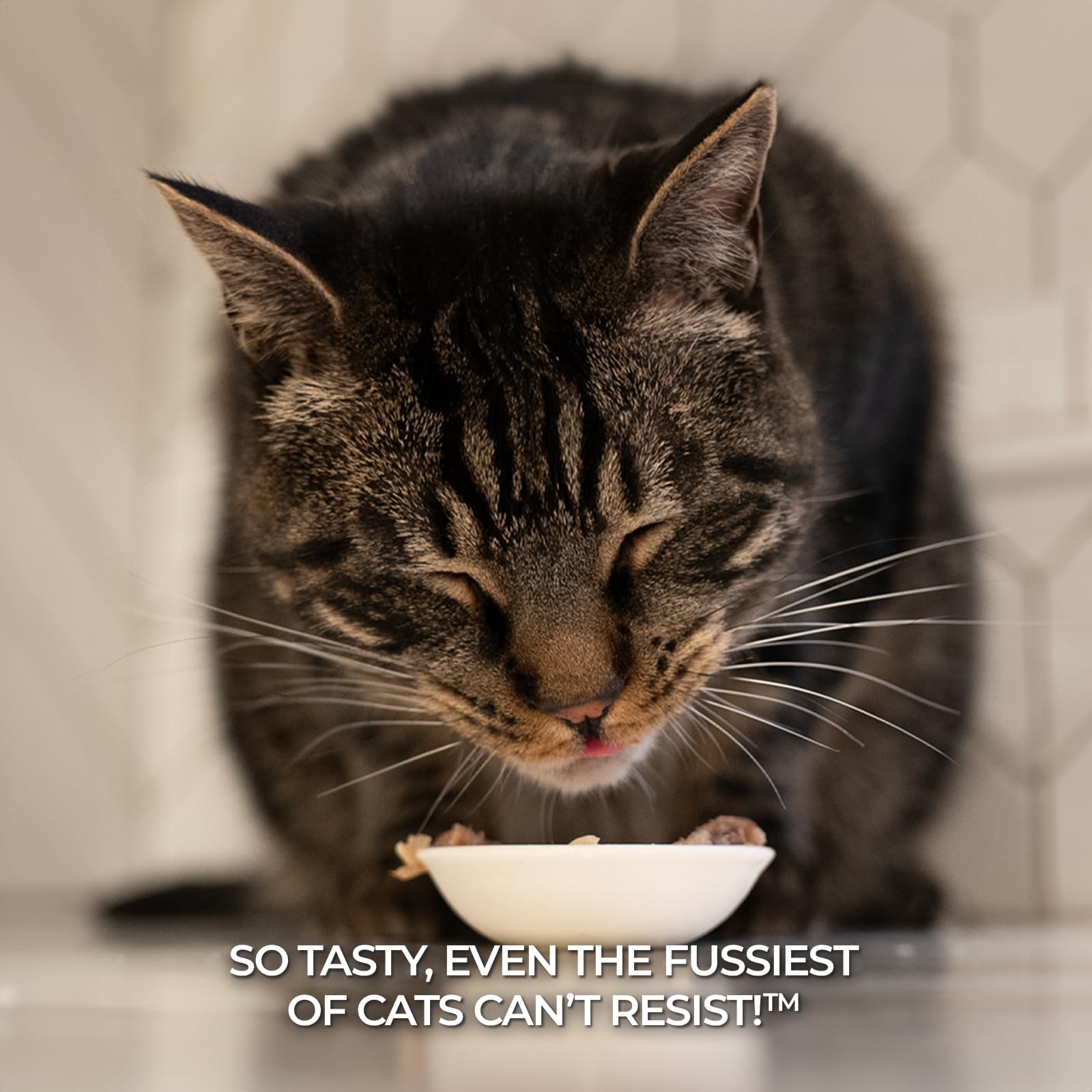 Fussie Cat Premium Tuna with Chicken in Aspic Wet Cat Food - 2.82oz Cans, Case of 24 - Grain-Free, Purple