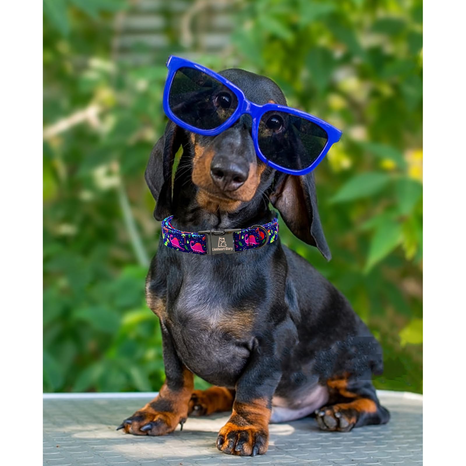 Lionheart Glory Dog Collar Halloween Collar Dog Fall Dog Collars, Adjustable Heavy Duty Dog Collar For Medium Dogs Pumpkin Colla