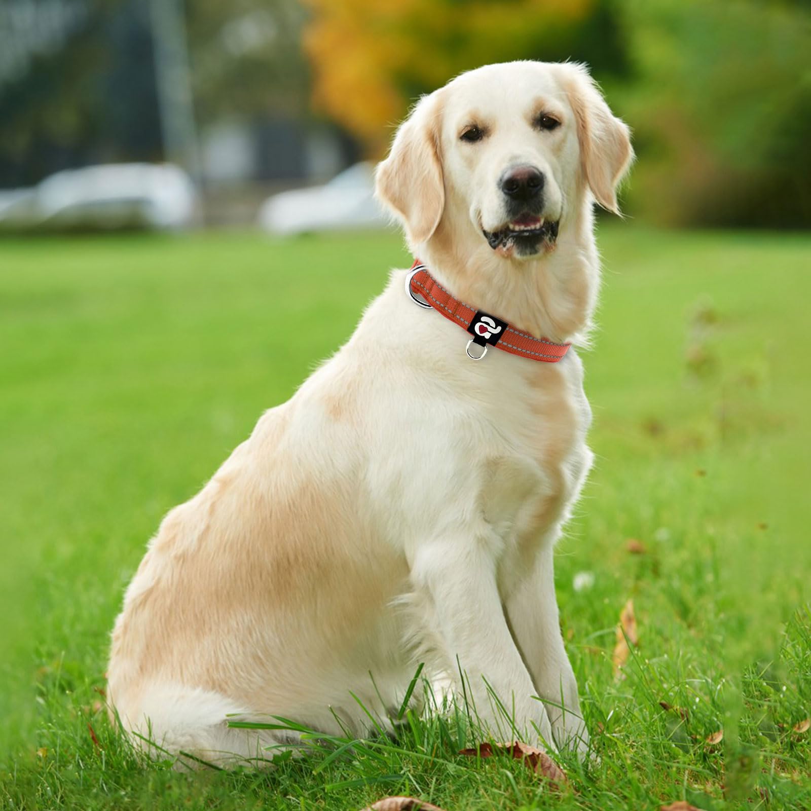 Azuza Reflective Dog Collar, Soft Neoprene Padded Pet Collar With Id Tag Ring, Adjustable For Large Dogs,Rust Red,L