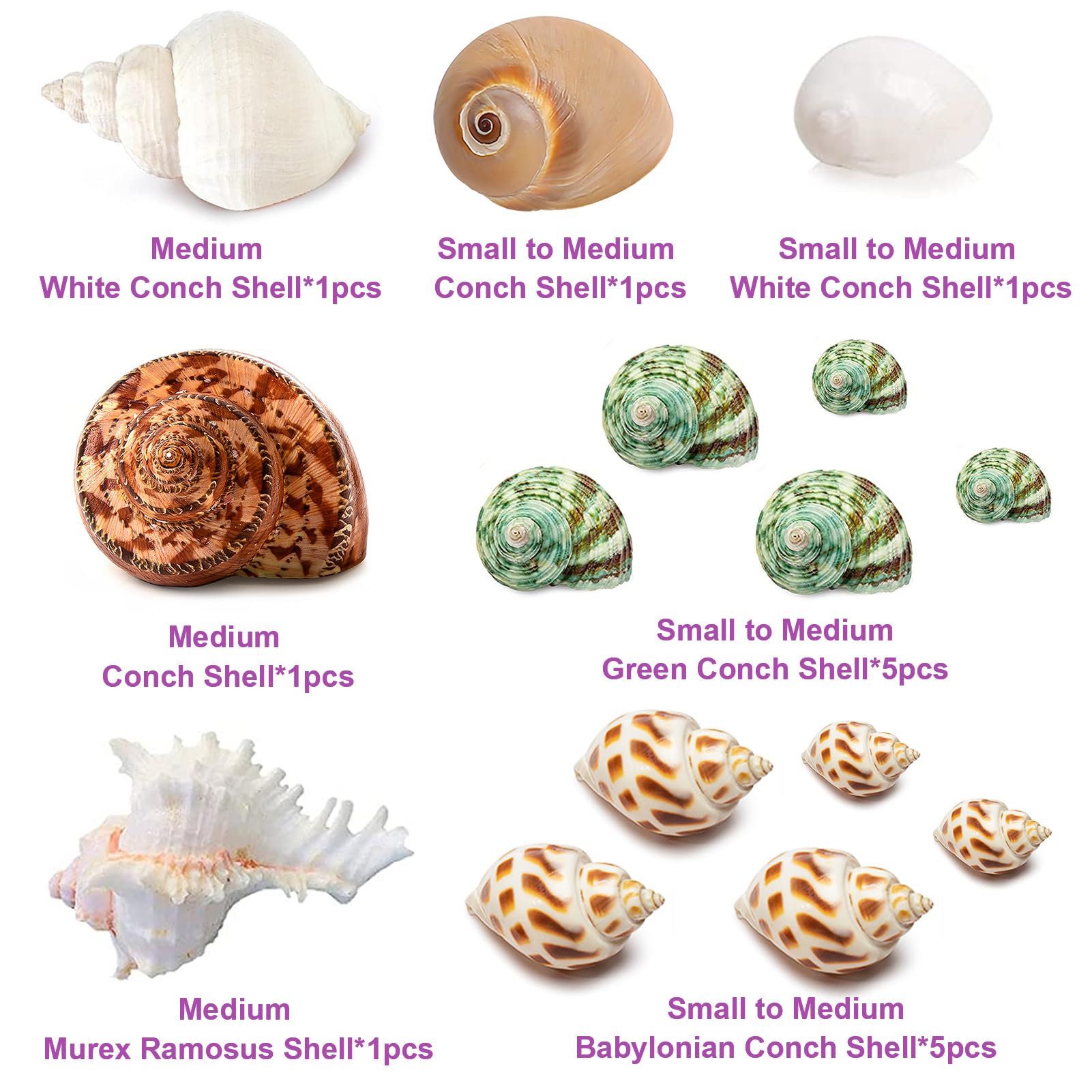 15Pcs Hermit Crab Shells (7 Types) Natural Hermit Crab Shells, For Small To Large Hermit Crab Turbo Shells Hermit Crab Supplies