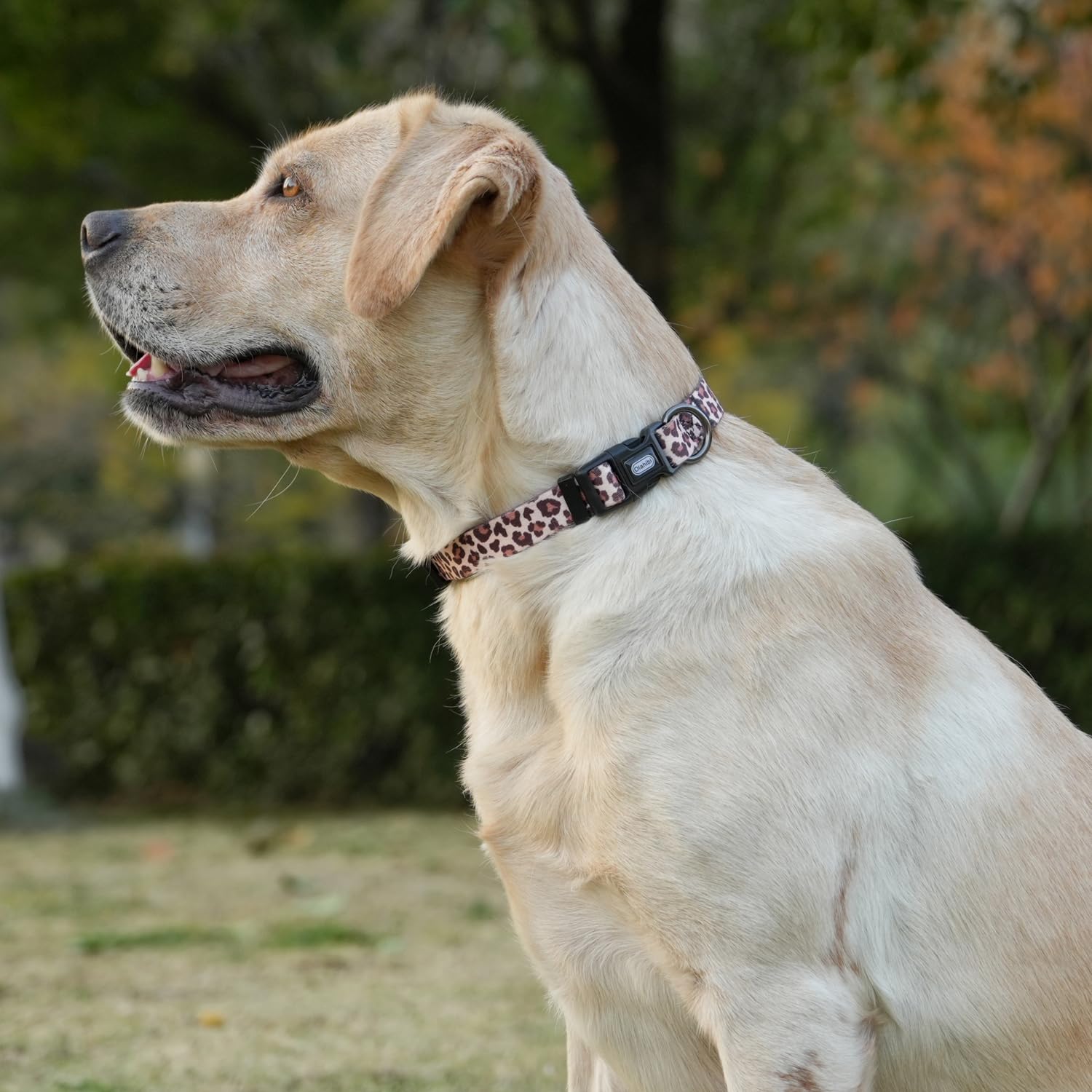 Olahibi Basic Dog Collar, Leopard Pattern, Polyester Material, 4 For Small Medium Large Dogs.(Xs, Light Coffee Leopard)