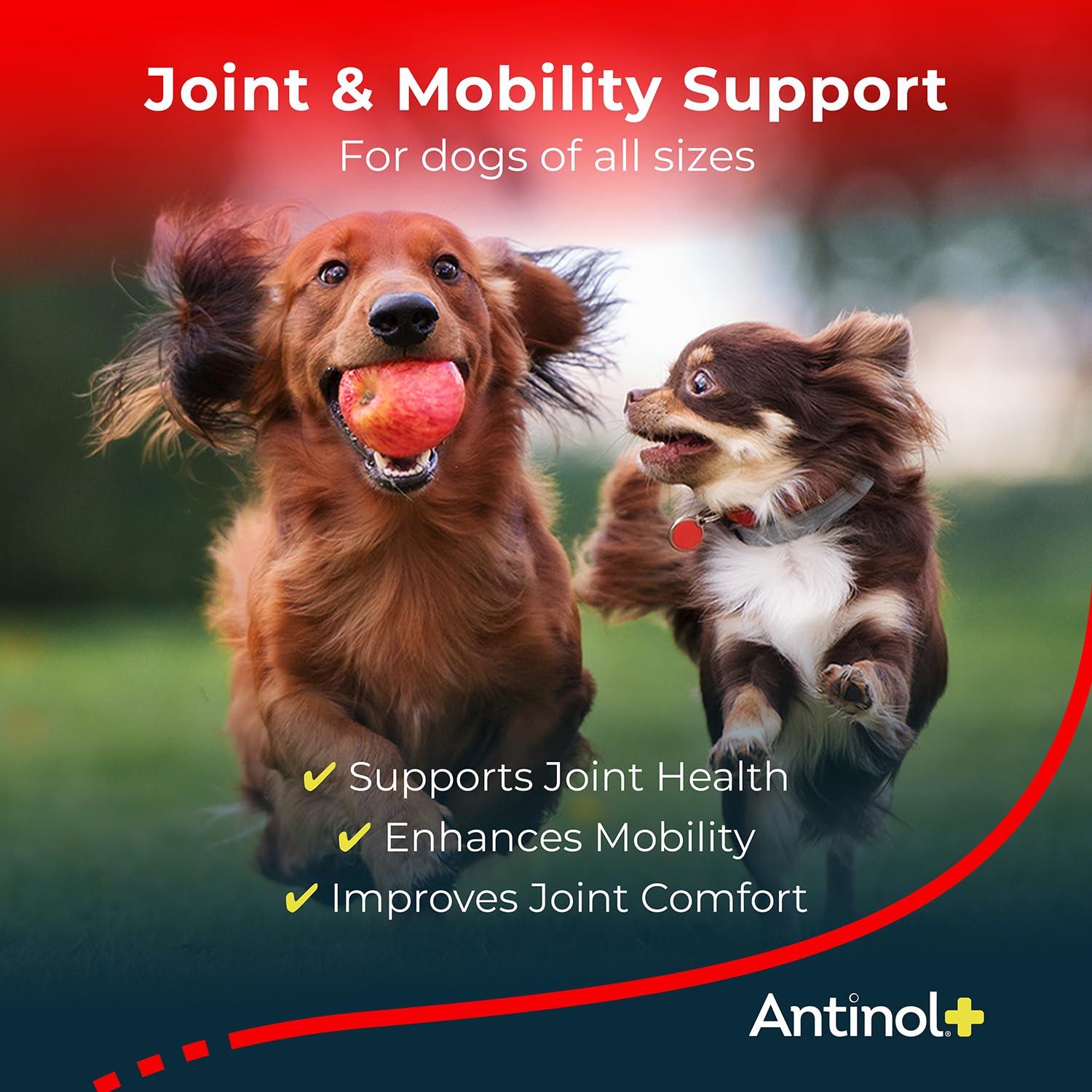 Antinol Plus Dog Joint Supplement - Mobility, Green-Lipped Mussels & Krill Oil - 120 Soft Gels, Orange