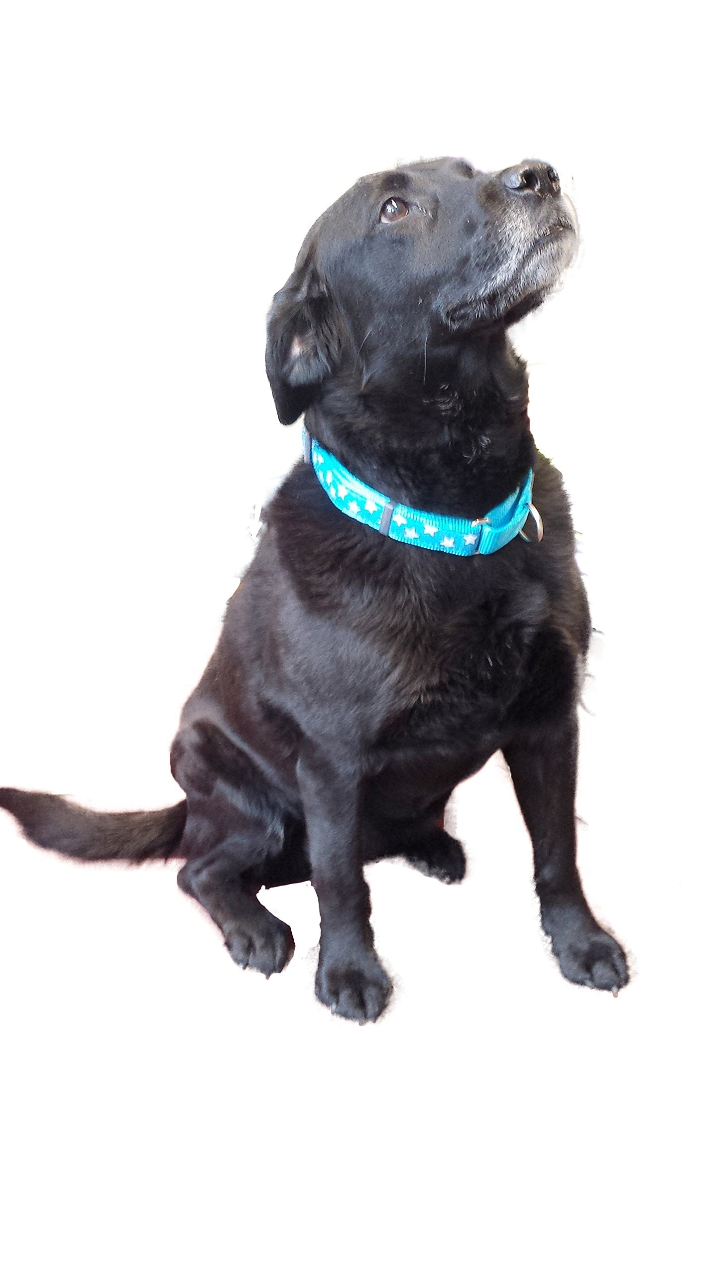 Red Dingo Martingale Lime Green with Turquoise Stars Collar, Small-Medium