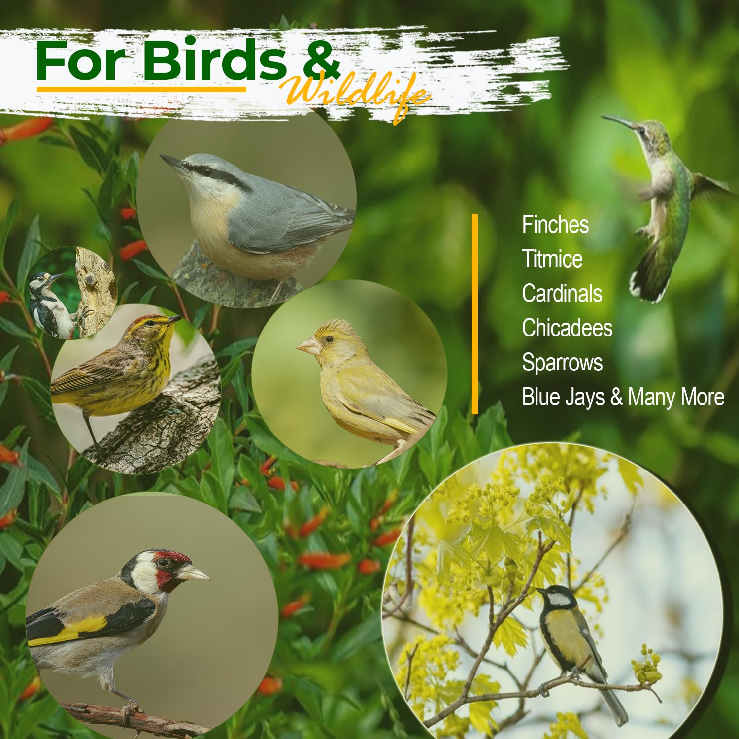 Old Potters Sunflower Hearts & Chips for Bird Feeding, Non-GMO, 25 lbs