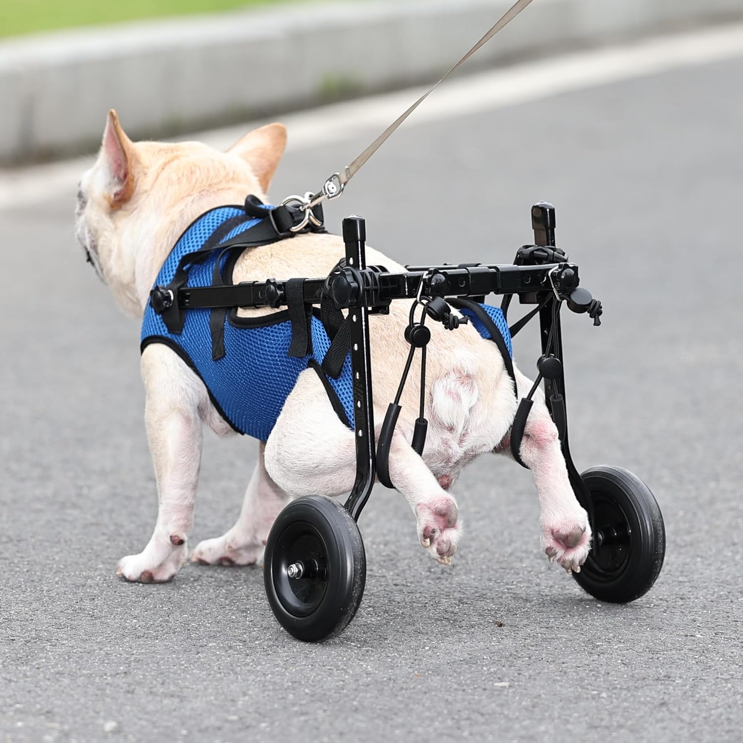 Adjustable Small Dog Wheelchair - Mobility Aid for Disabled Pets,Small Dog Wheelchair for Back Legs, Leg Brace & Hip Support (Mi