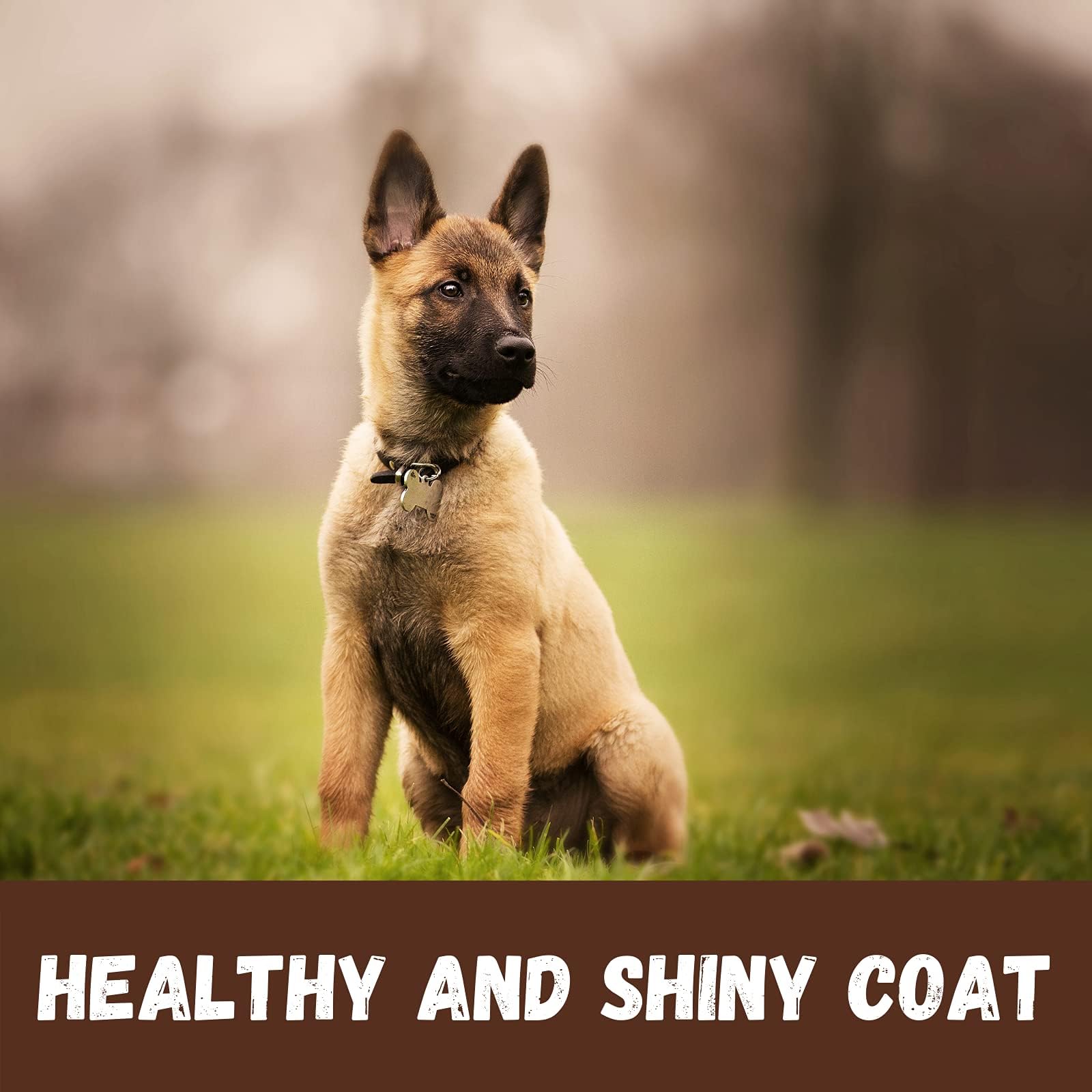 Bio-Groom Groom'N Fresh Dog Shampoo – Odor Eliminating, Dog Bathing Supplies, Puppy Wash, Cat & Dog Grooming Supplies, Cruelty-Free, Made In Usa, Dog Products – 1 Gallon