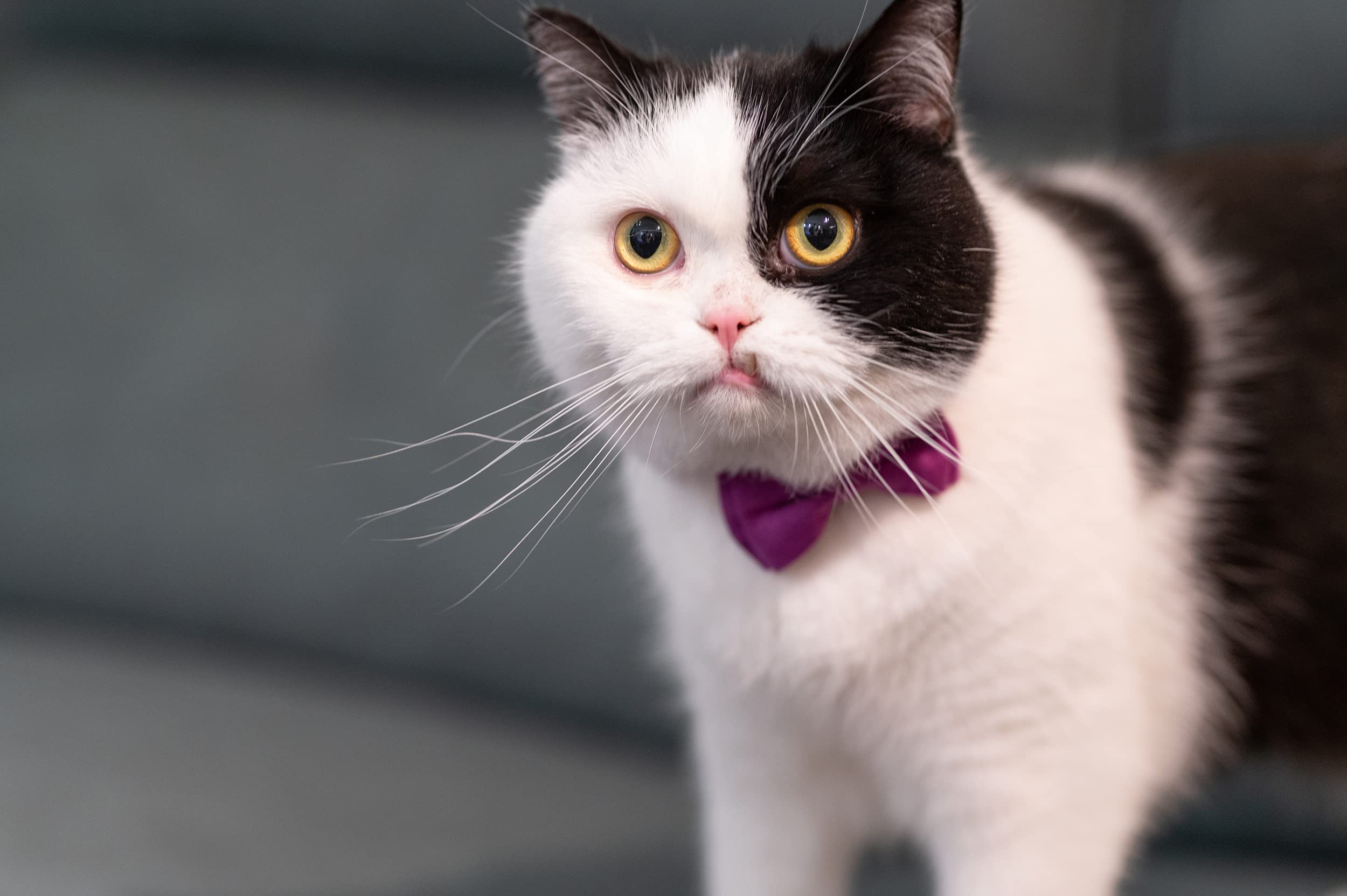 Gyapet Cat Collar Breakaway With Bell Boy Girl Kitten Bow Tie Safety Plaid Solid Color Set Cute Soft Summer [2Pcs] Purple