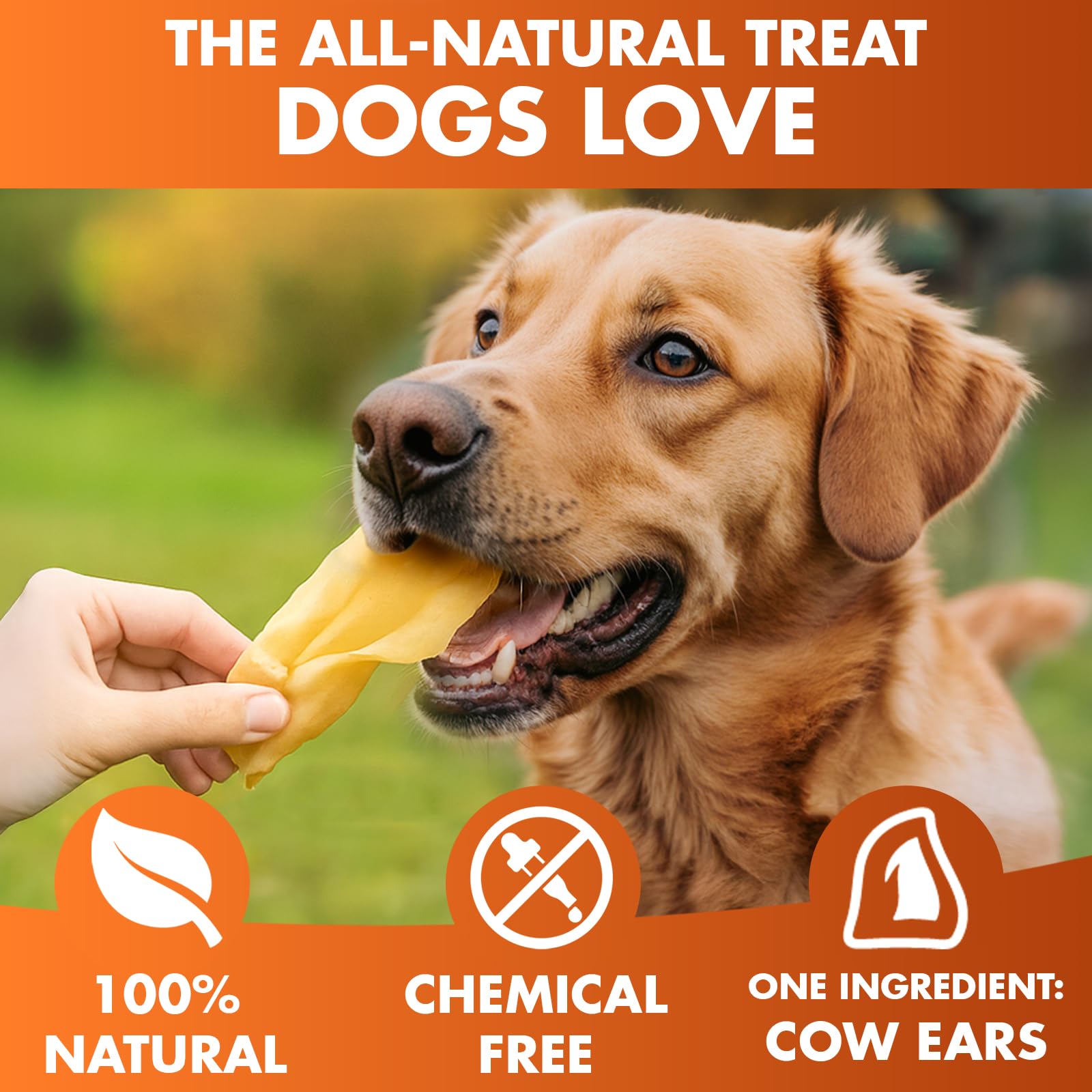 Cow Ears for Dogs - Whole Ears 30 ct, Thick Cut, Grass-Fed Angus Beef, All-Natural No-Rawhide Dog Treat Alternative