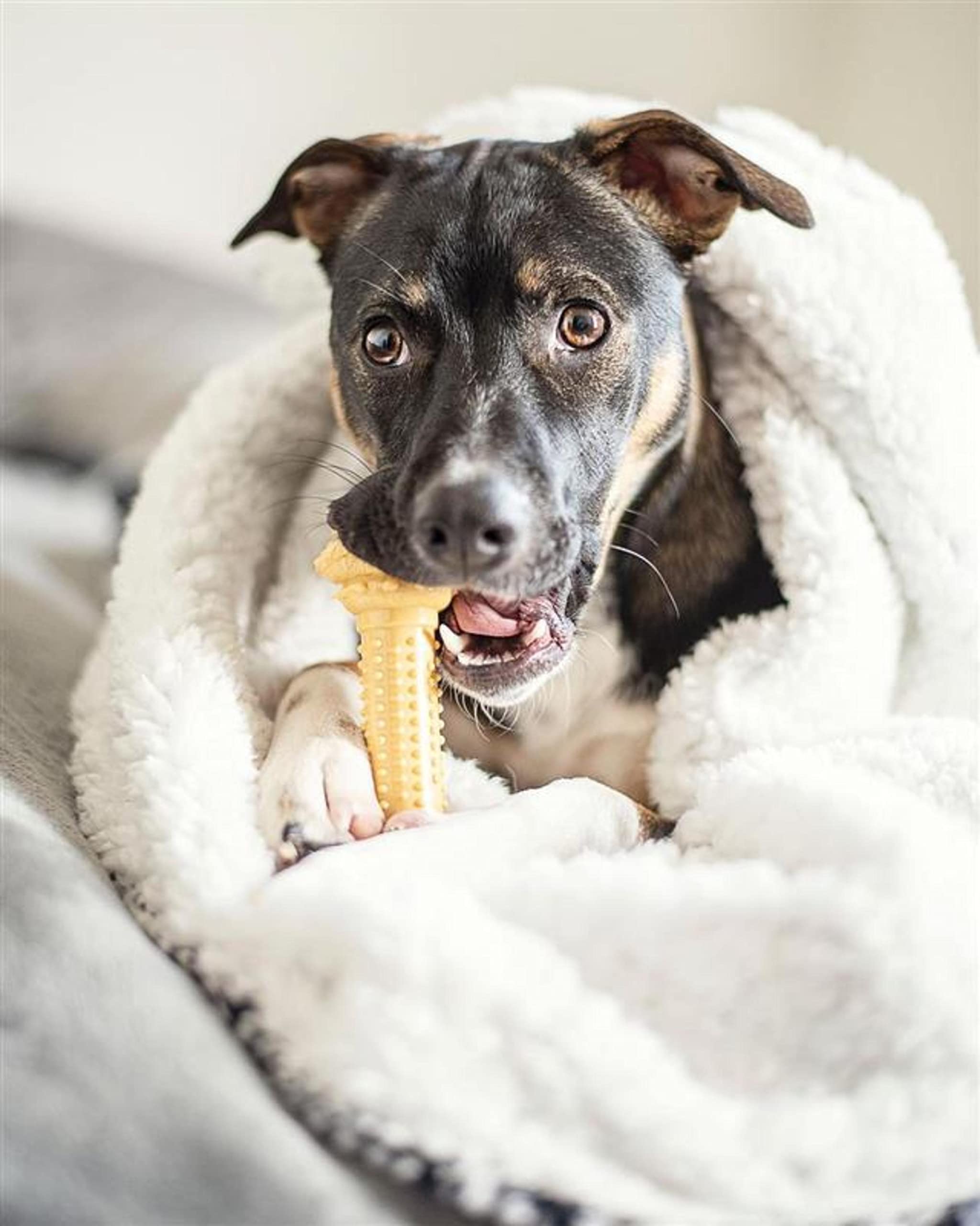 Nylabone Barbell Bone Power Chew Toy For Dogs, Dog Toys For Aggressive Chewers, Peanut Butter Flavor, Large - Up To 50 Lbs, 1 Count