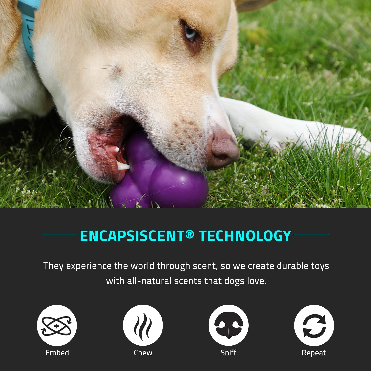 Playology Squeaky Bounce Ball Dog Toy, for Large Dog Breeds (35lbs and Up) - for Heavy Chewers - Engaging All-Natural Peanut But