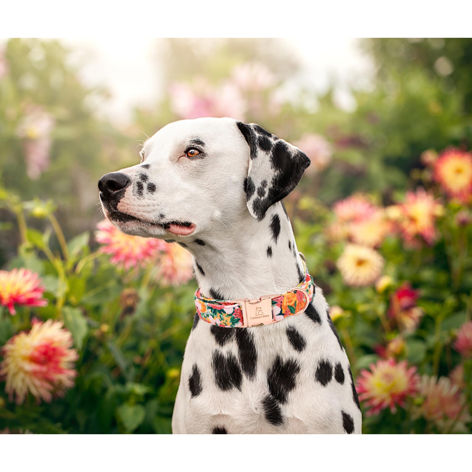 Lionheart Glory Premium Floral Dog Collars Spring Dog Collar, Adjustable Heavy Duty Girl Collar For Small Dogs