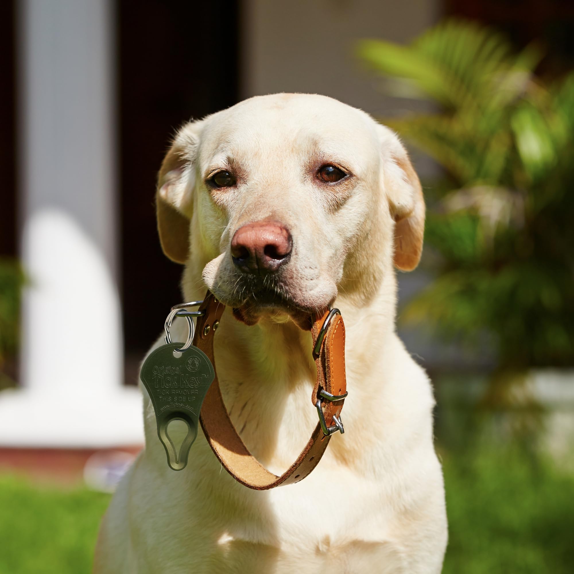 The Original Tick Key - Tick Detaching Device - Portable, Safe And Highly Effective Tick Detaching Tool (Olive Green Drab)