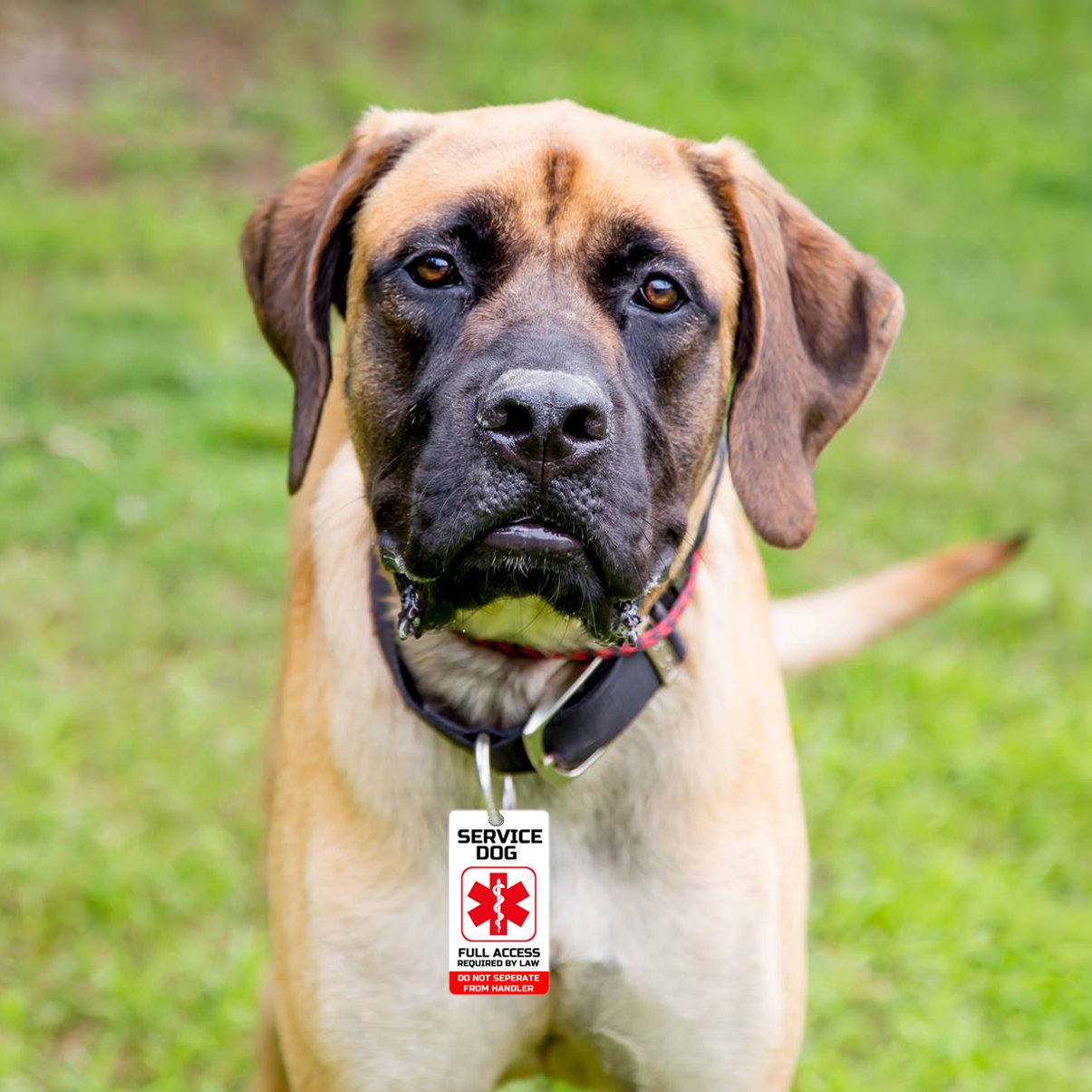 Just 4 Paws Pvc Service Dog Key Or Collar Tag For Ada Service Animals (Service Dog Sd21)