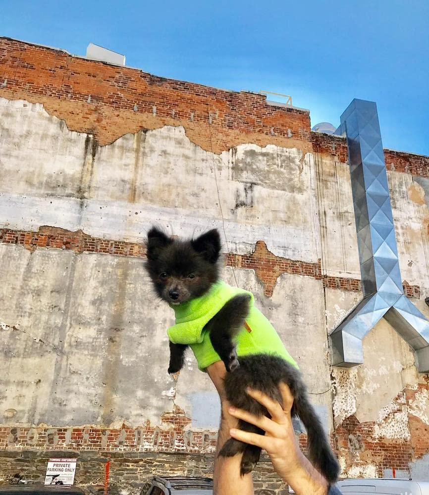 Gooby Fleece Vest Dog Sweater - Lime, Medium - Warm Pullover Fleece Dog Jacket With O-Ring Leash - Winter Small Dog Sweater Coat - Cold Weather Dog Clothes For Small Dogs Boy Or Girl