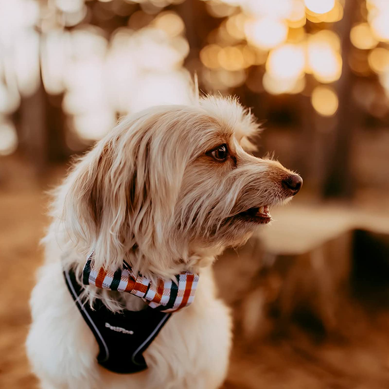 Lionheart Glory Plaid Dog Collars Bowtie Dog Collar Heavy Duty Adjustable Fall Dog Collar For Small Dogs Collar Dog Bow Male Dog Collar