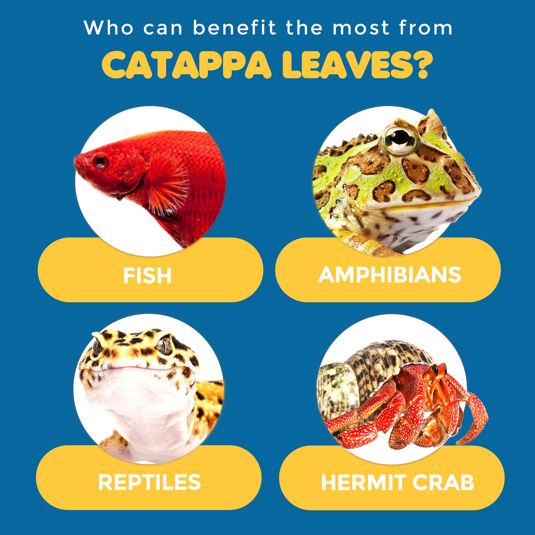 SunGrow 100 Pcs Mini Catappa Indian Almond Leaves for Betta Fish Aquarium, Shrimp, Frogs, Improves Habitat, Gives Tea Color, Hel