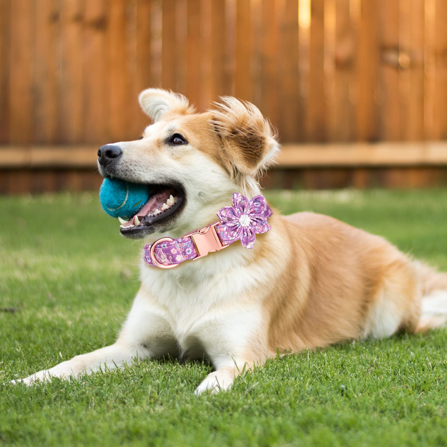 Tdtok Girl Dog Collar For Small Medium Large Dogs, Cute Dog Collar With Detachable Flower Safety Metal Buckle Adjustable Floral Pattern Soft Comfy Cotton Dog Collars, Fit Necks 10.2-23.6’’