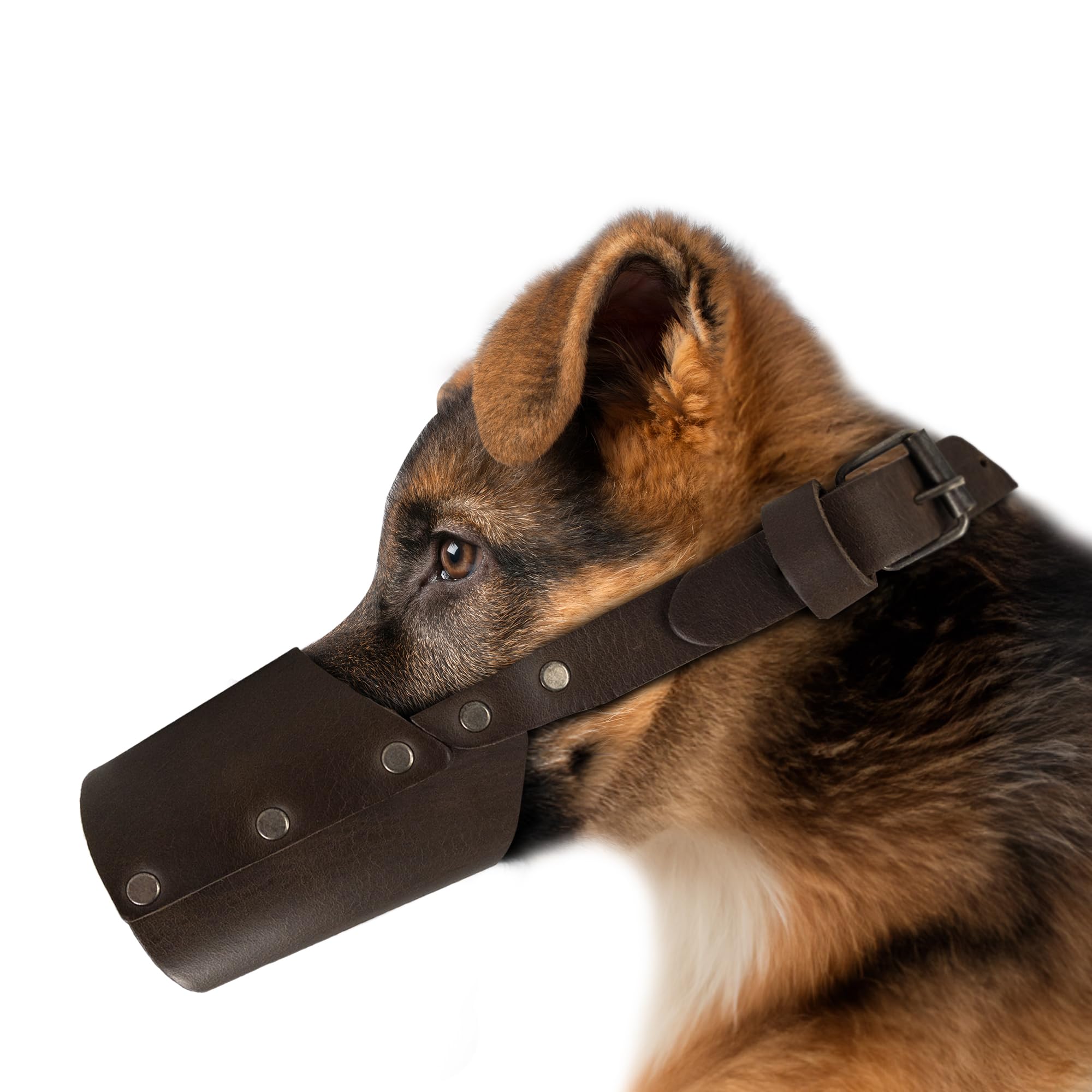 Hide & Drink, Leather Dog Muzzle Guard, Secure, Prevents Biting Chewing, Pitbull German Shephard & Any Breeds, Small Medium Large, Handmade (Medium)