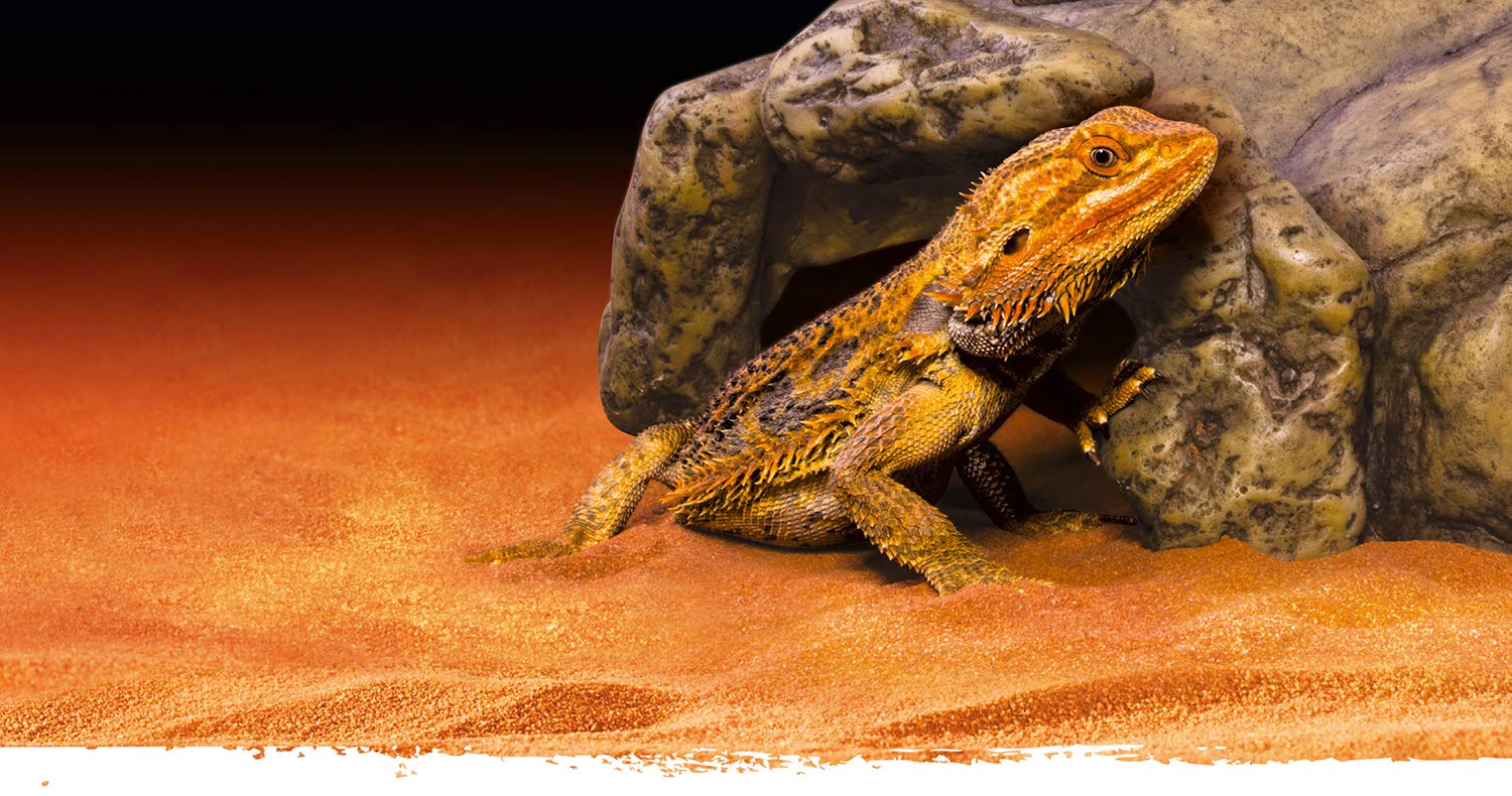 Exo Terra Reptile Cave - Small