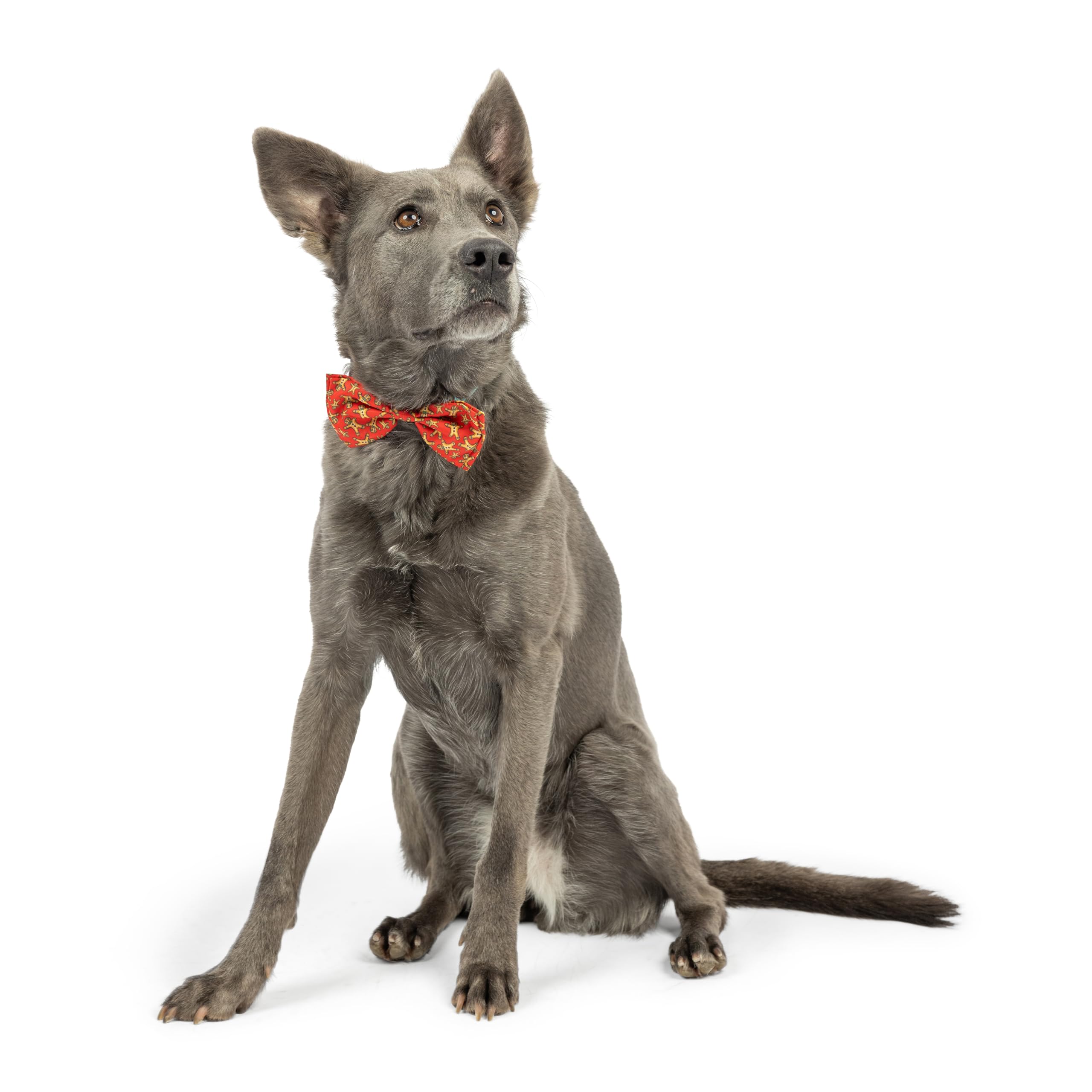 Huxley & Kent Bow Tie For Pets | Happy G-Man (Extra-Large) | Christmas Holiday Bow Tie Collar Attachment | Fun Bow Ties For Dogs